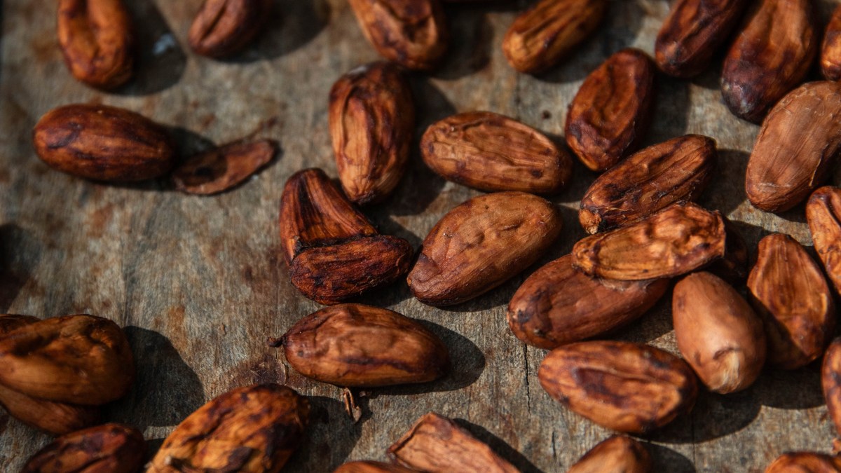 هل يتغير طعم الشوكولاتة في 2026؟ كوت ديفوار تتحرك لإنقاذ "الذهب البنّي"