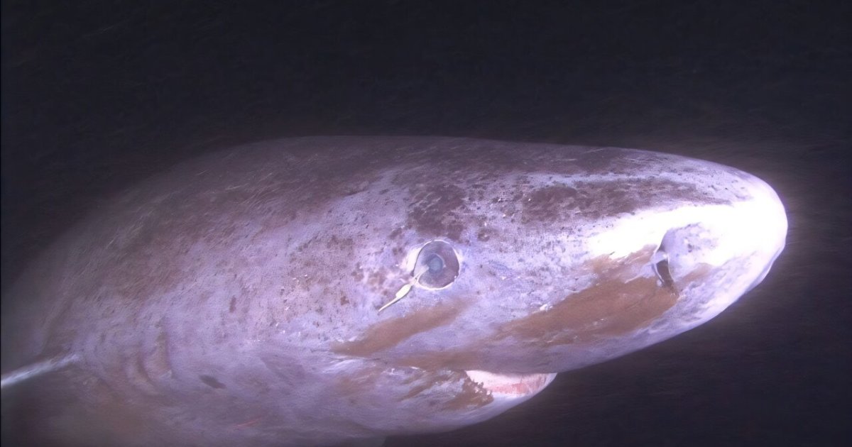 قرش غرينلاند.. أعجوبة التصميم الذي يعيش 400 سنة ببصر حاد