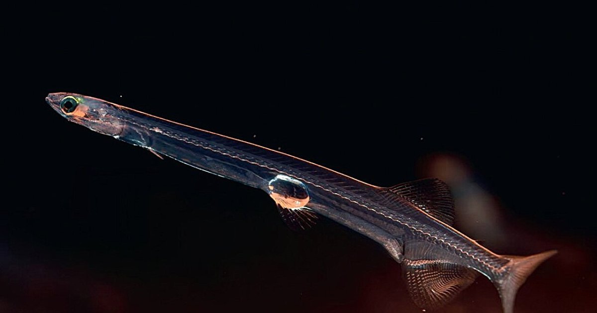 سمكة "النودلز" بلا دمٍ أحمر: كيف تعيش؟ وما سر شفافيتها؟