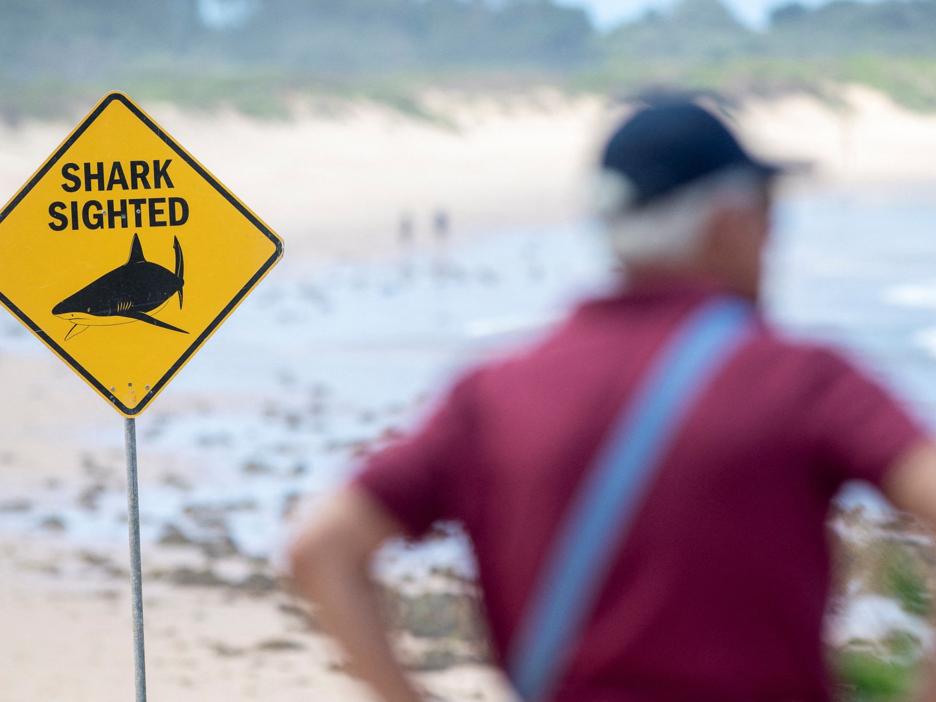 خطر صامت يهدد "سلاح" القرش المفترس