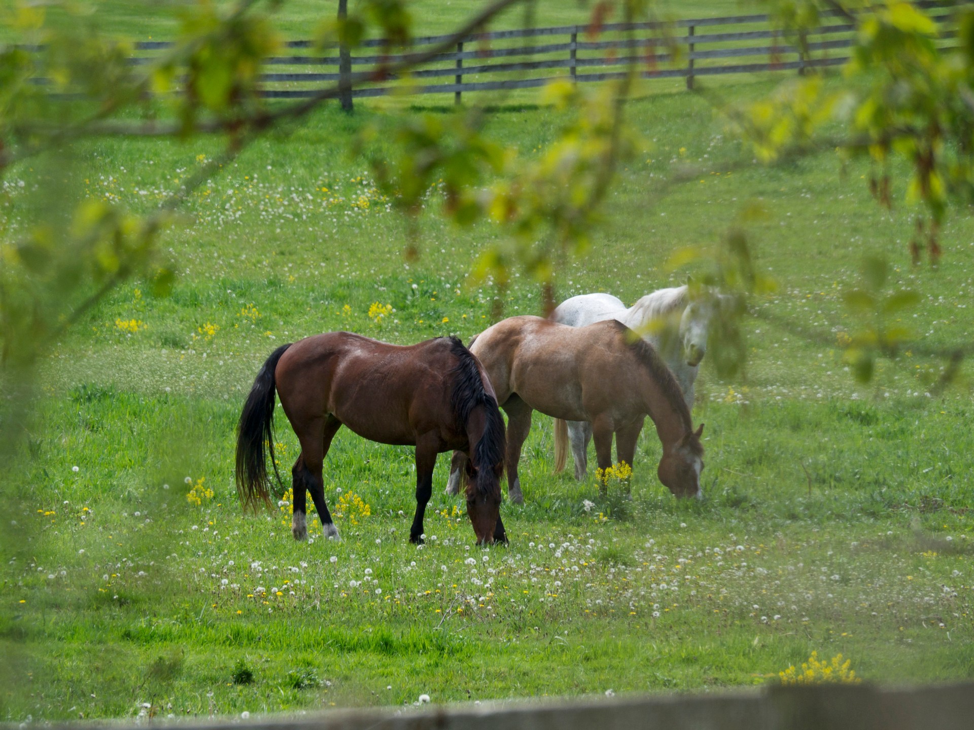 الخيول تتمكن من شم "رائحة الخوف" لدى البشر.. فكيف تفعل ذلك؟