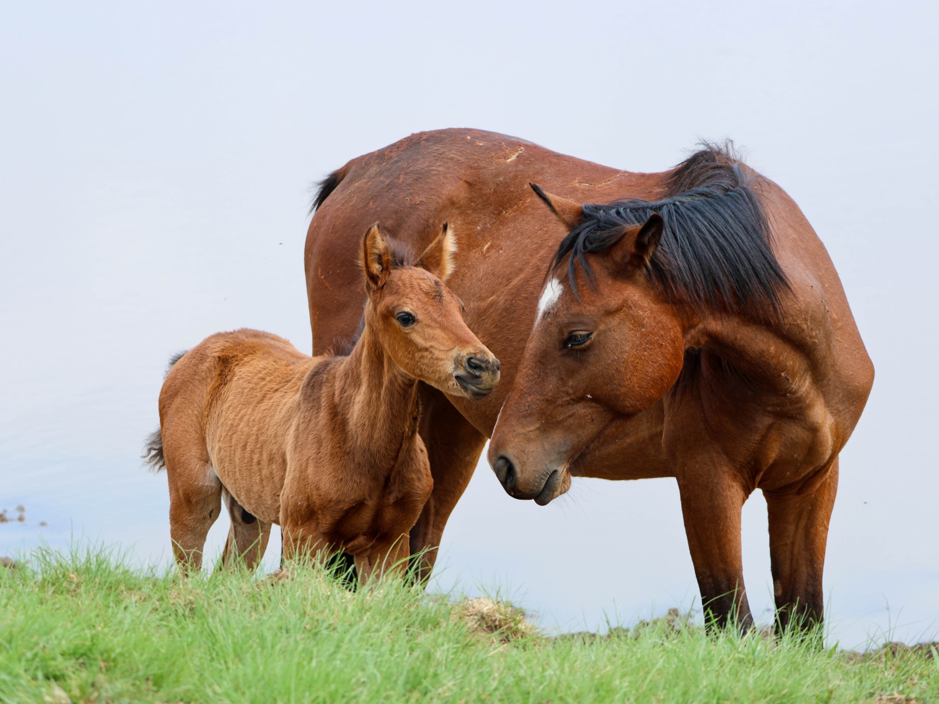 حين يُفصل المهر عن أمه مبكرا: ماذا يحدث لدماغه وسلوكه؟