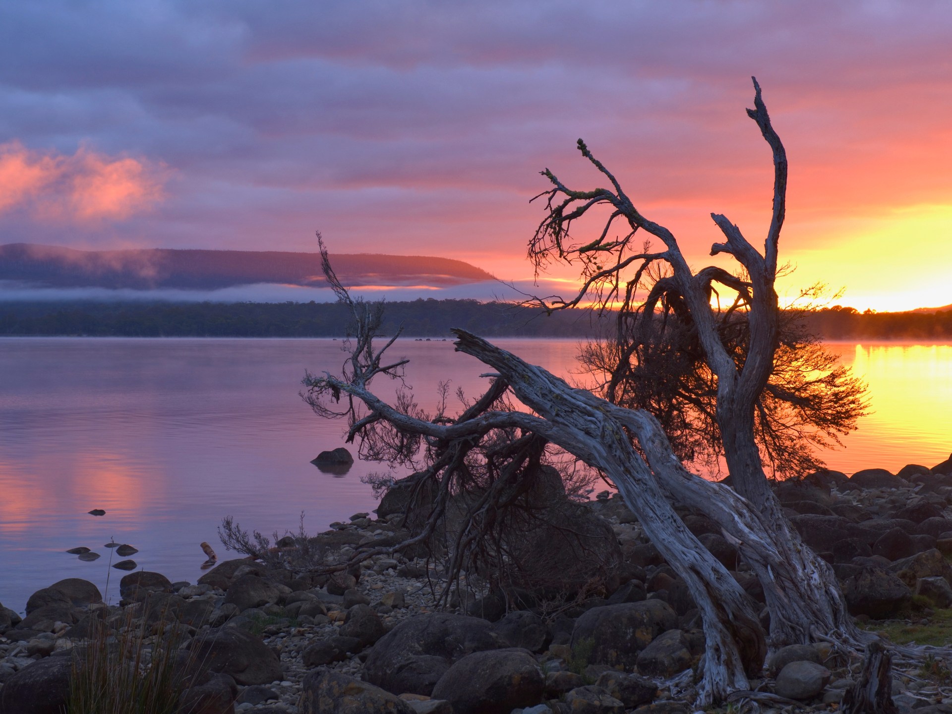 سافانا تحترق عطشا وغابات تترنح.. أستراليا تخسر أشجارها في سباق غير متكافئ مع المناخ