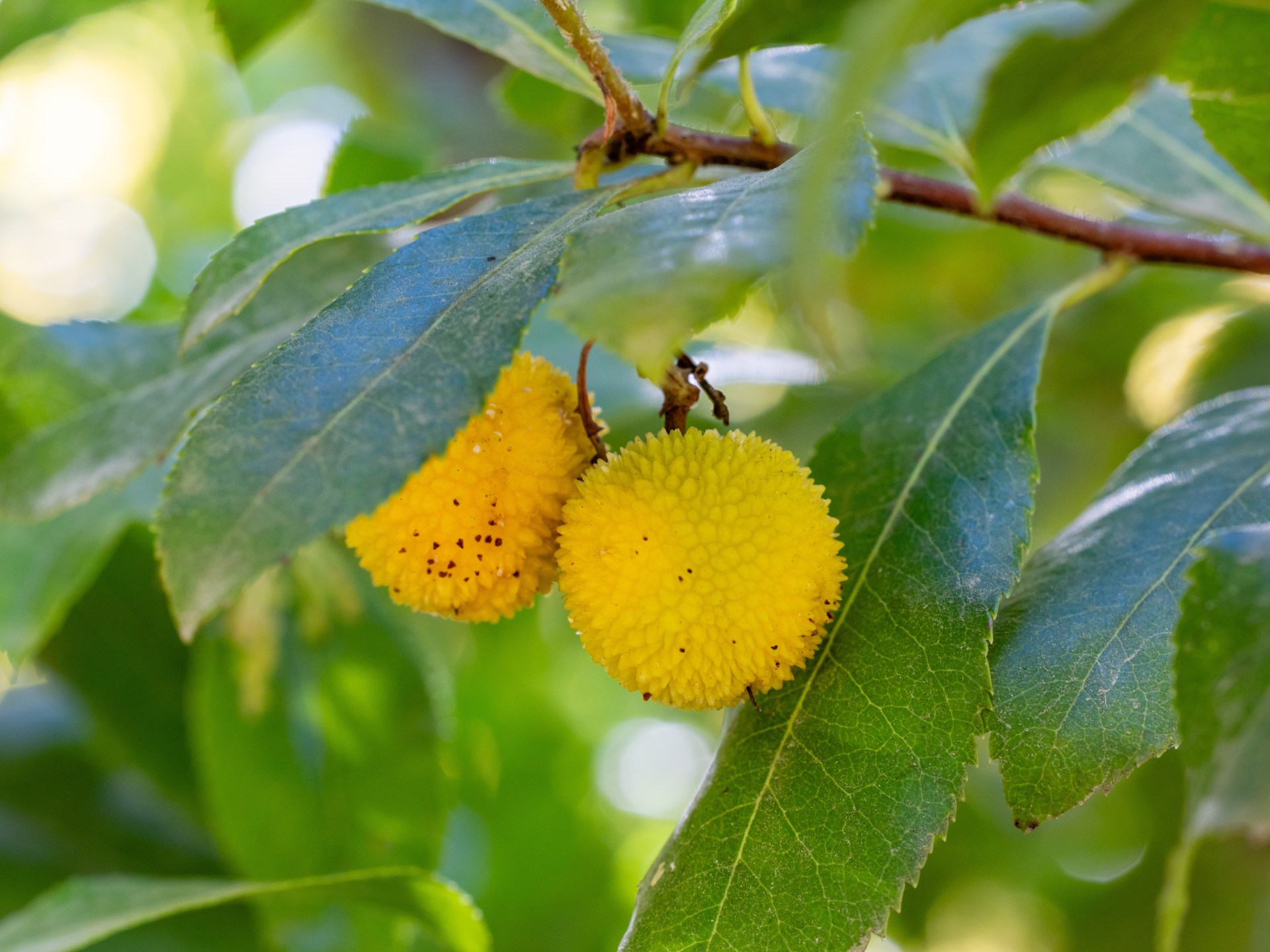 نبات ليبي يربح معركة الاستدامة ضد الصبغات الصناعية.. ما القصة؟