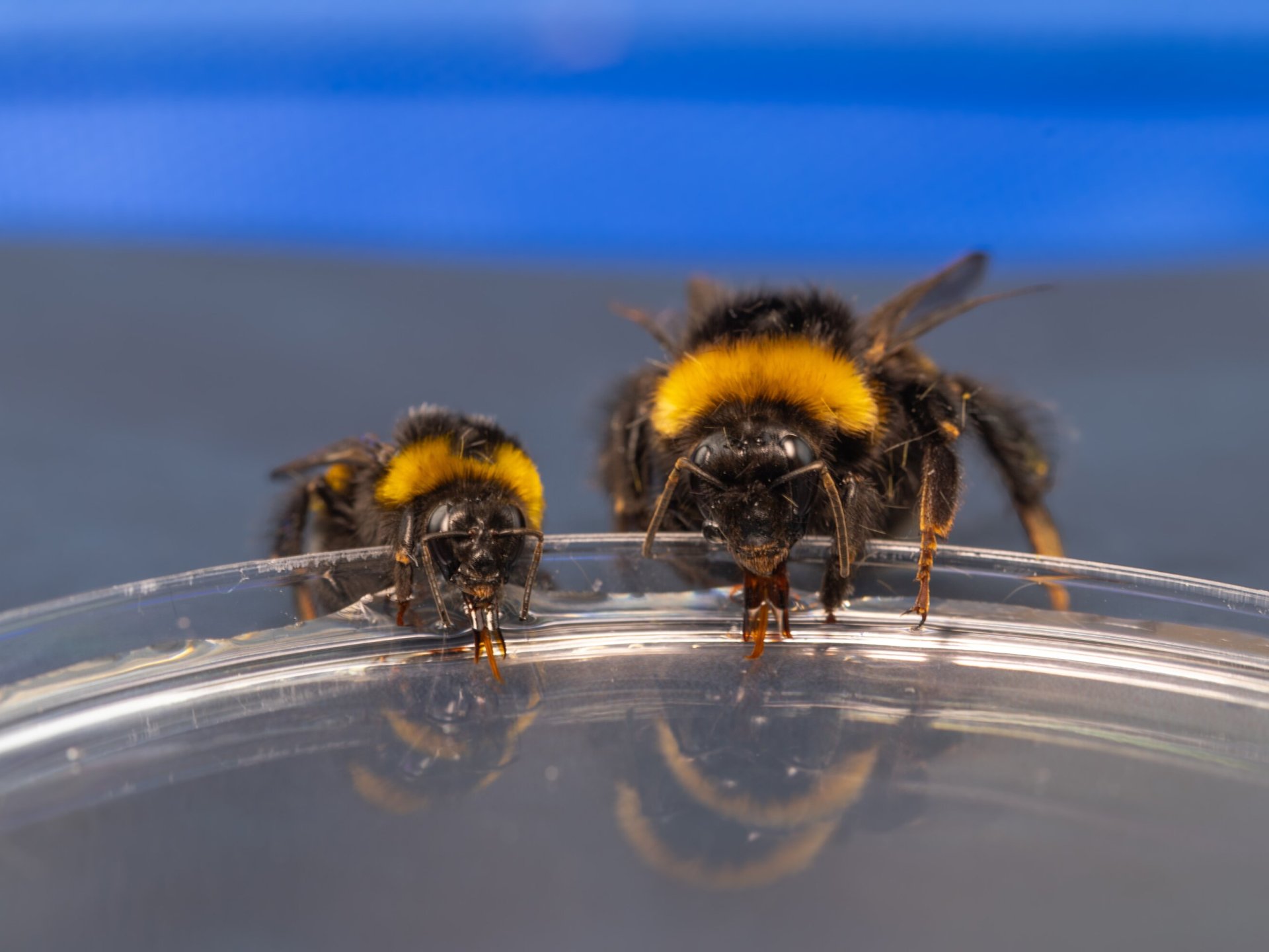 علماء الصين يبرئون ملكات النحل من تهمة الكسل