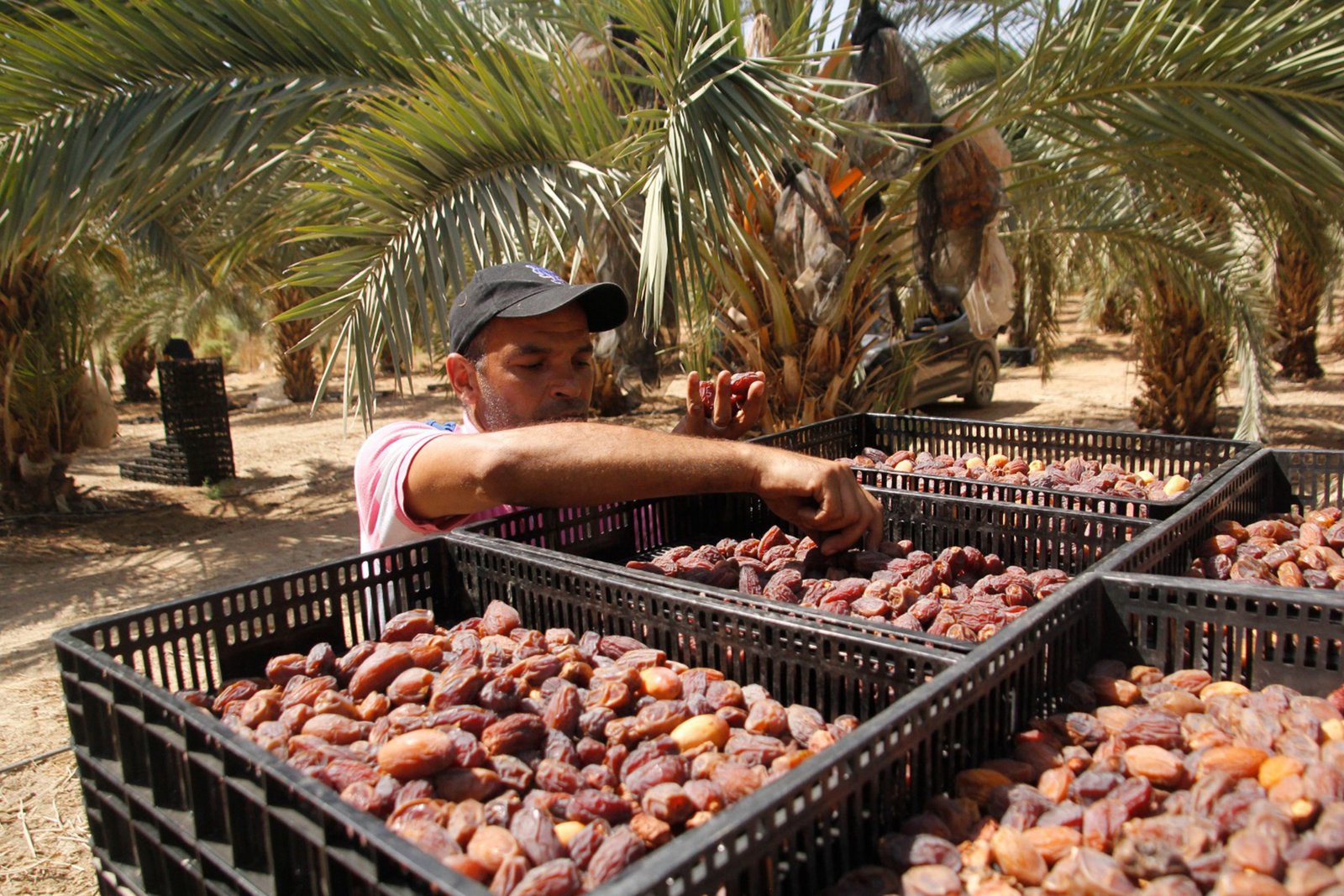 تعرف على حجم إنتاج وأسواق تصدير التمور الفلسطينية 1 tyuj7yh 1768462913