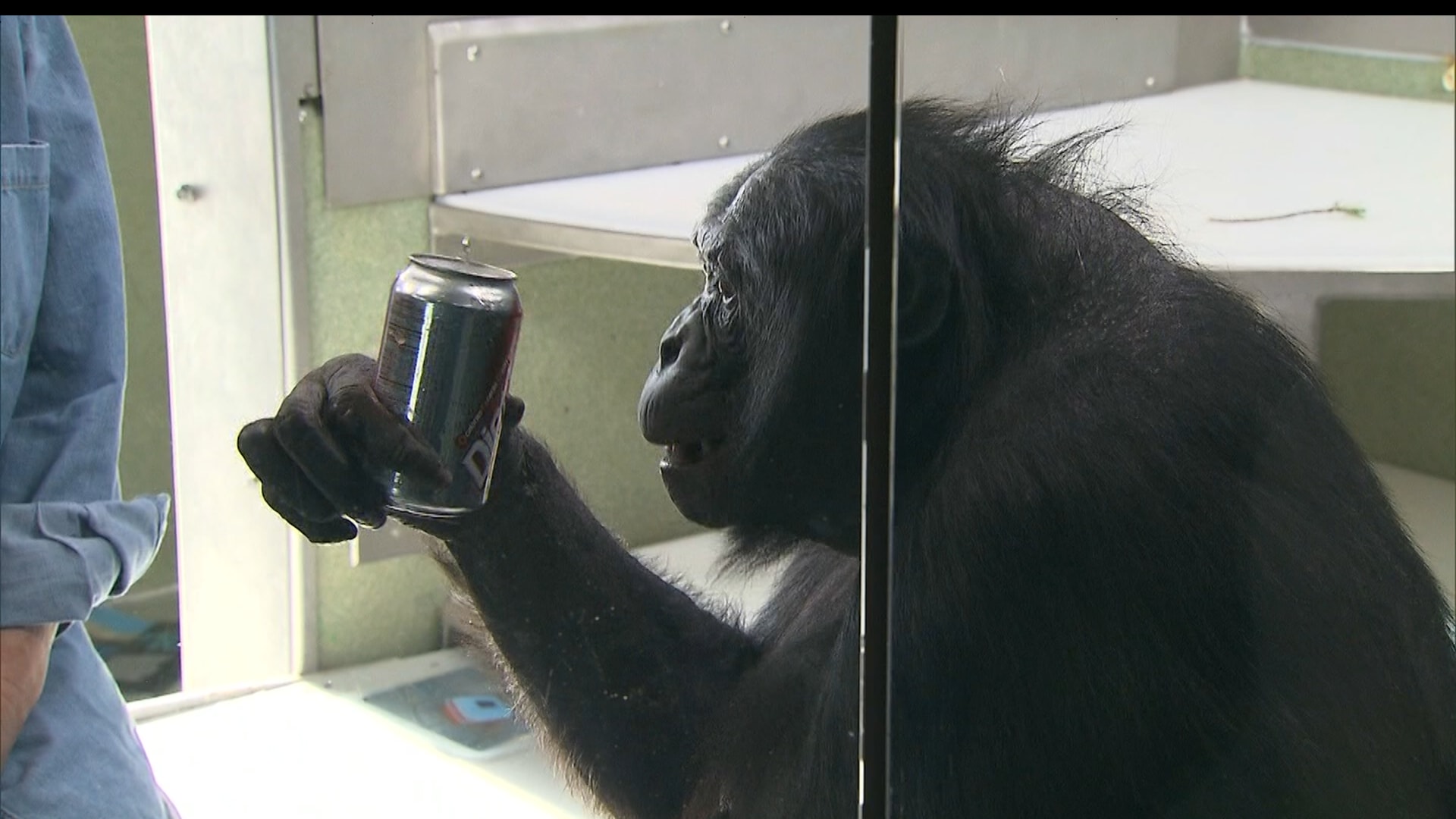 إسوة بالأطفال.. القردة العليا تحب الألعاب التخيلية أيضًا