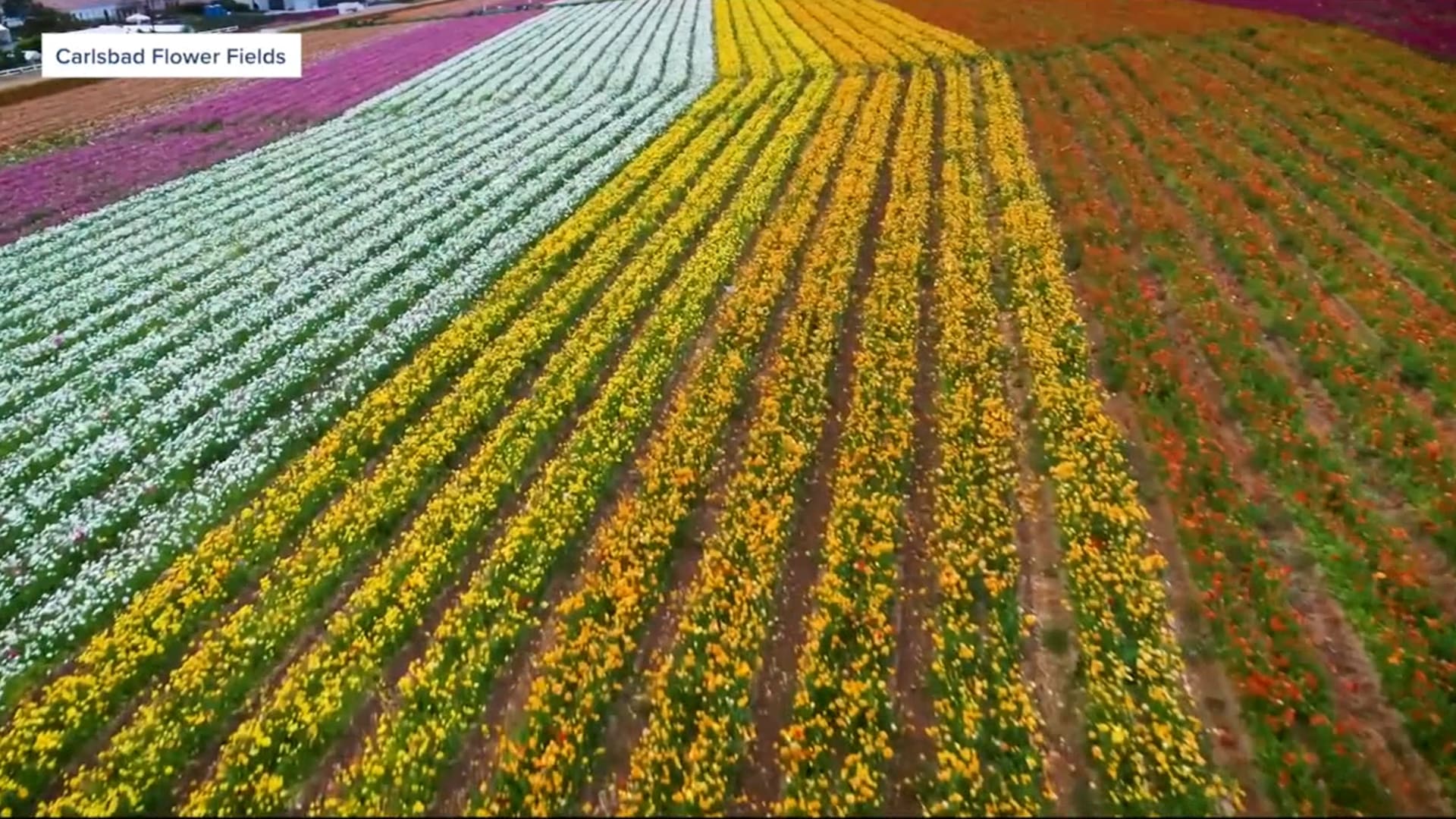 80 مليون زهرة بكل الألوان.. أحد أشهر عروض الزهور في العالم يفتح أبوابه