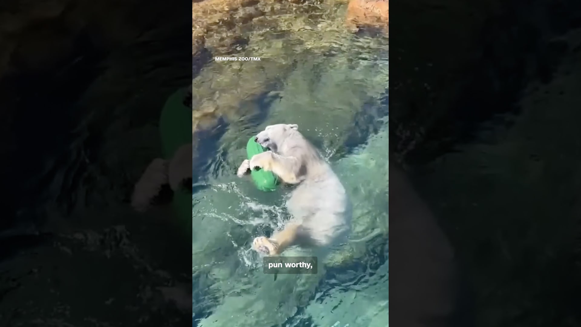 حديقة حيوانات تنشر مقطعًا طريفًا لمواجهة بين دب قطبي و"مخلّل عملاق"