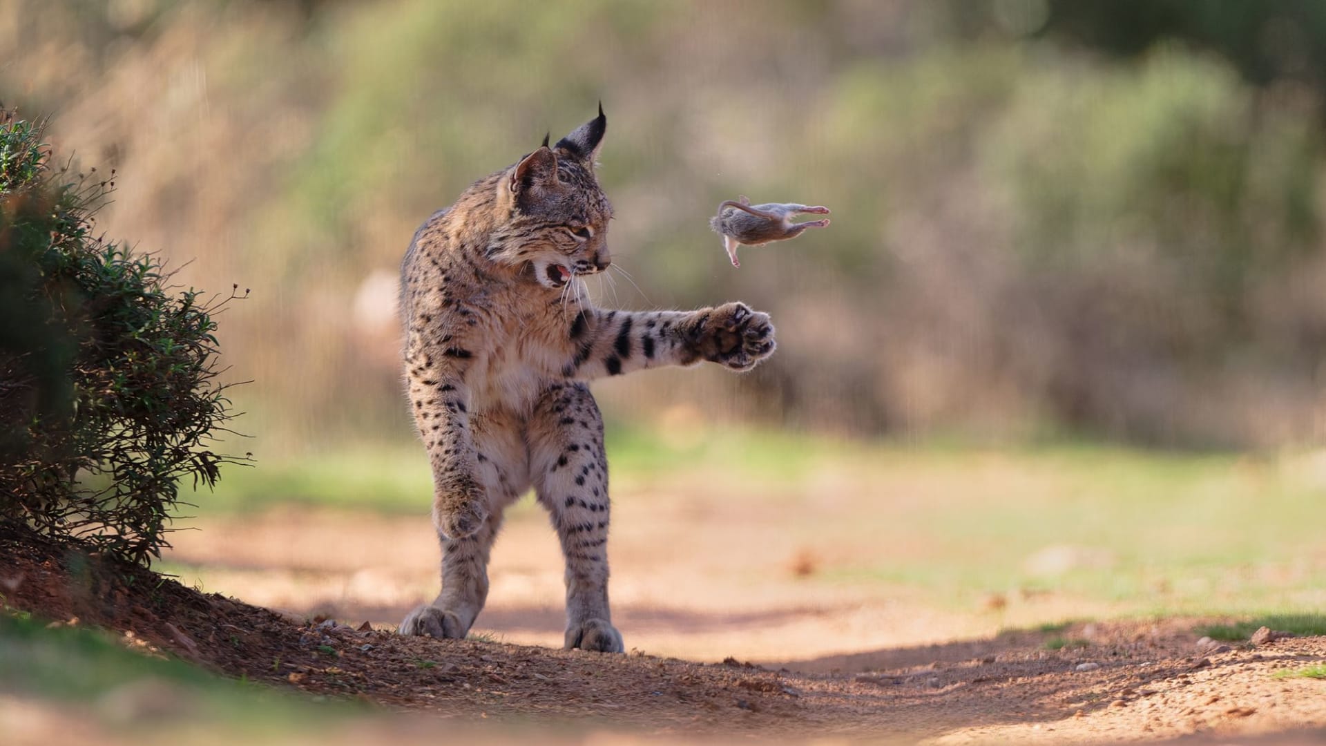 صورة وشق يلعب بفريسته تفوز بجائزة اختيار الجمهور بمسابقة مصور الحياة البرية لعام 2026
