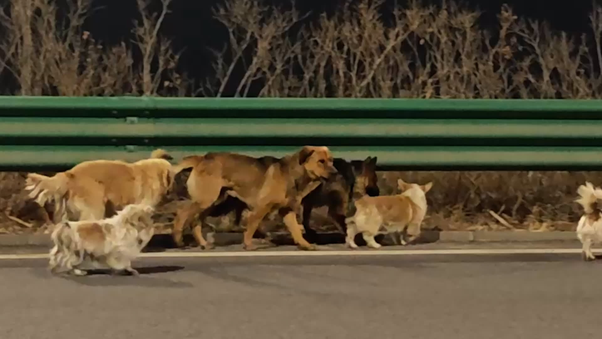 تداول عالمي لفيديو عن "هروب 7 كلاب من تجار لحوم".. ما حقيقته؟