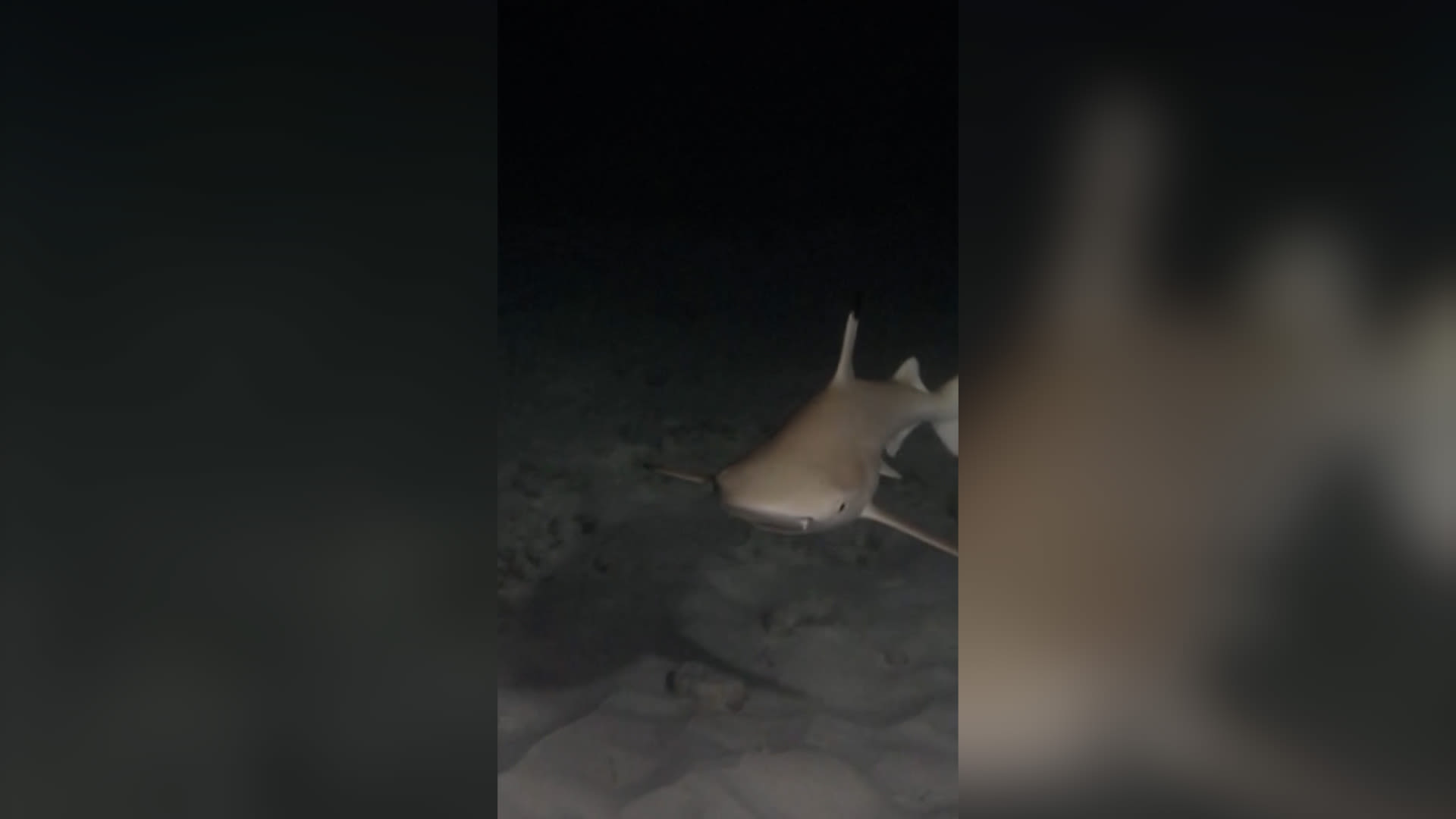 كوكايين في دماء أسماك قرش.. دراسة تثير الدهشة والقلق