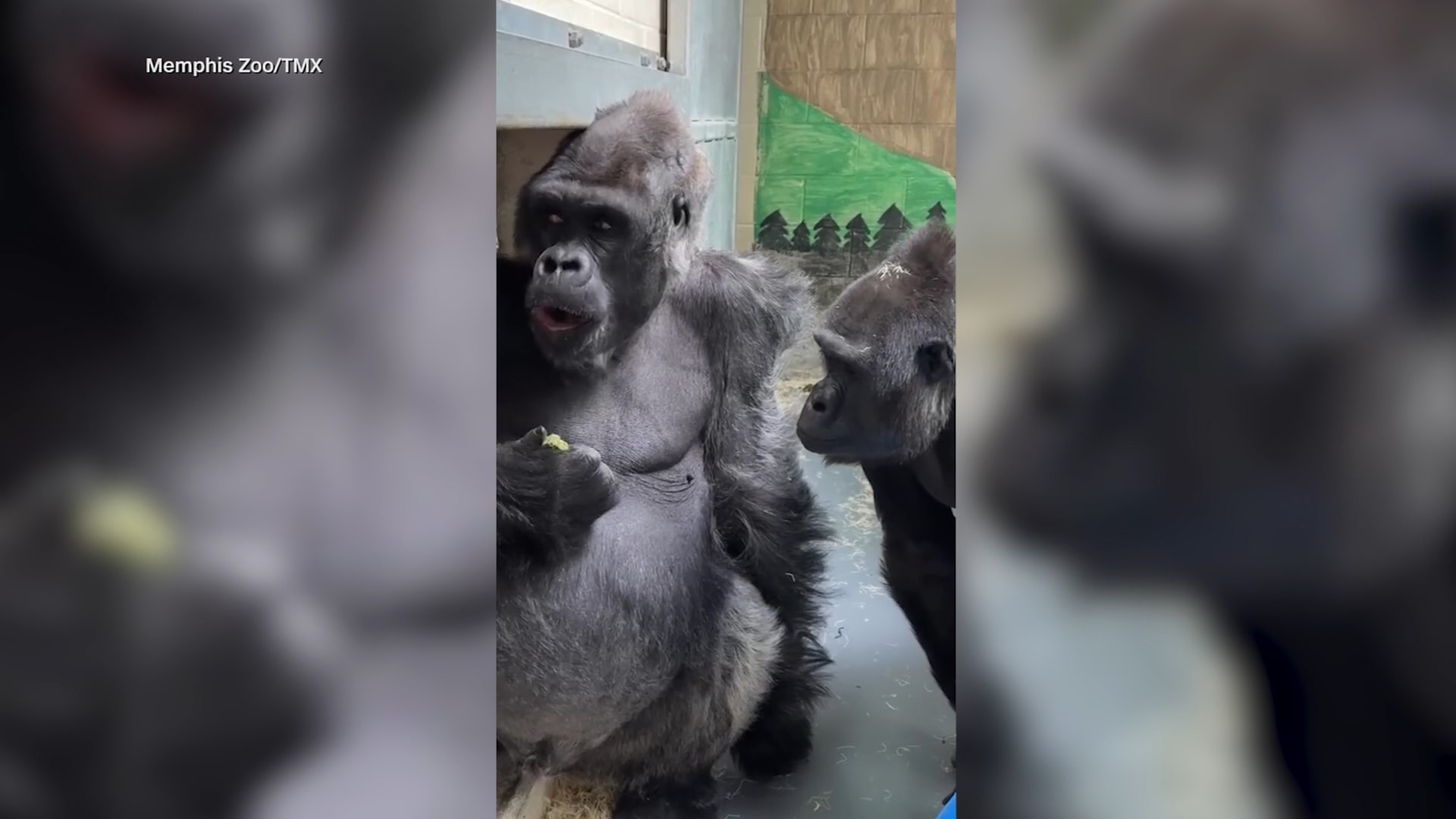 غوريلا تنظر بغيرة إلى صديقها فيما يتناول وجبات خفيفة في حديقة حيوانات