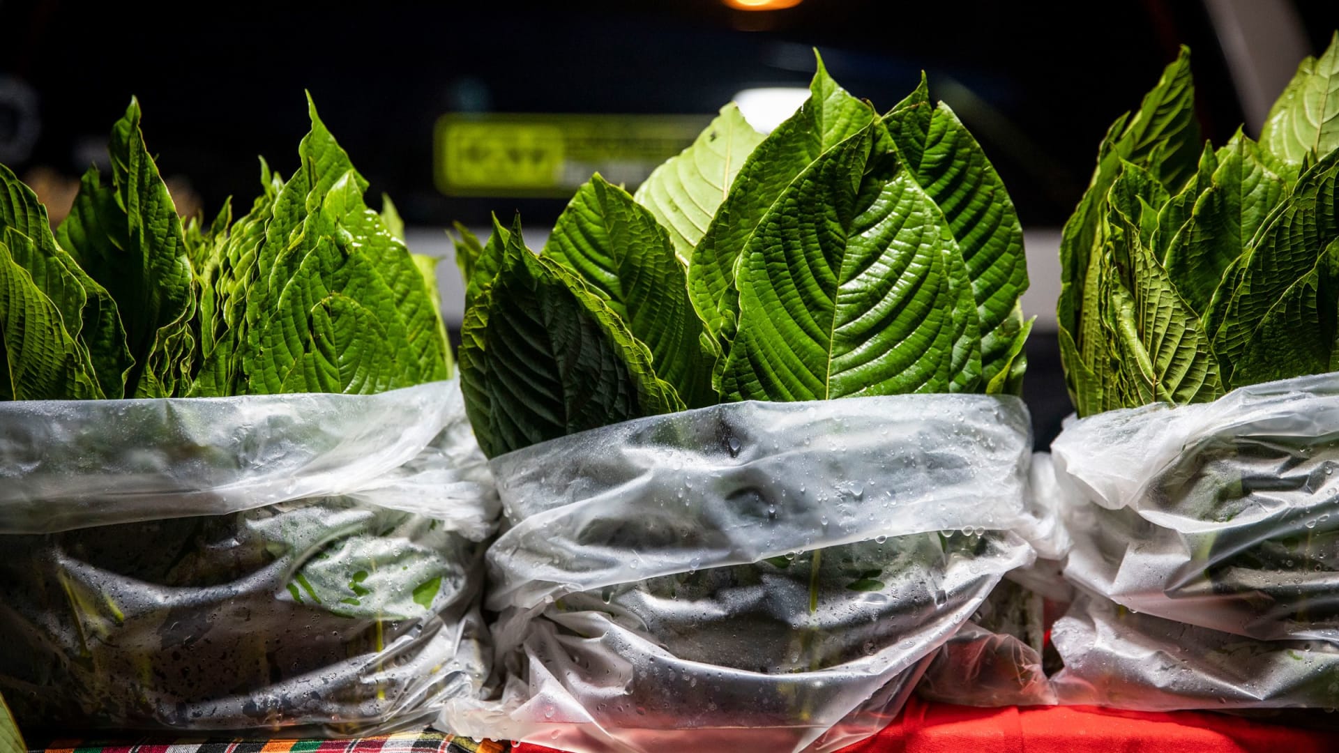 عشبة القرطوم..ما علاقتها بالمواد المخدرة التي تسبب الإدمان؟