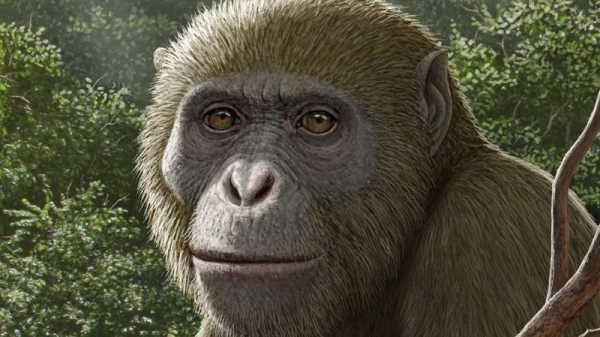 "مصريبثيكوس".. قرد مصري عمره 18 مليون عام يغير مسار علم الحفريات