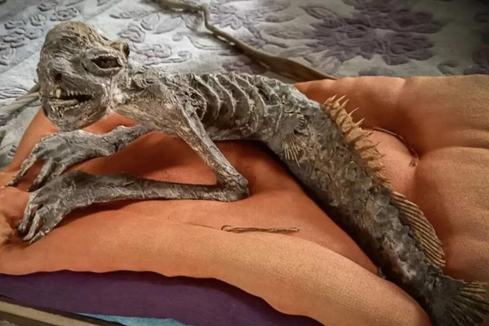 هل اكتشفت اليابان حورية البحر؟ مومياء غريبة تثير الجدل وتعيد أسطورة "الكابا" للواجهة