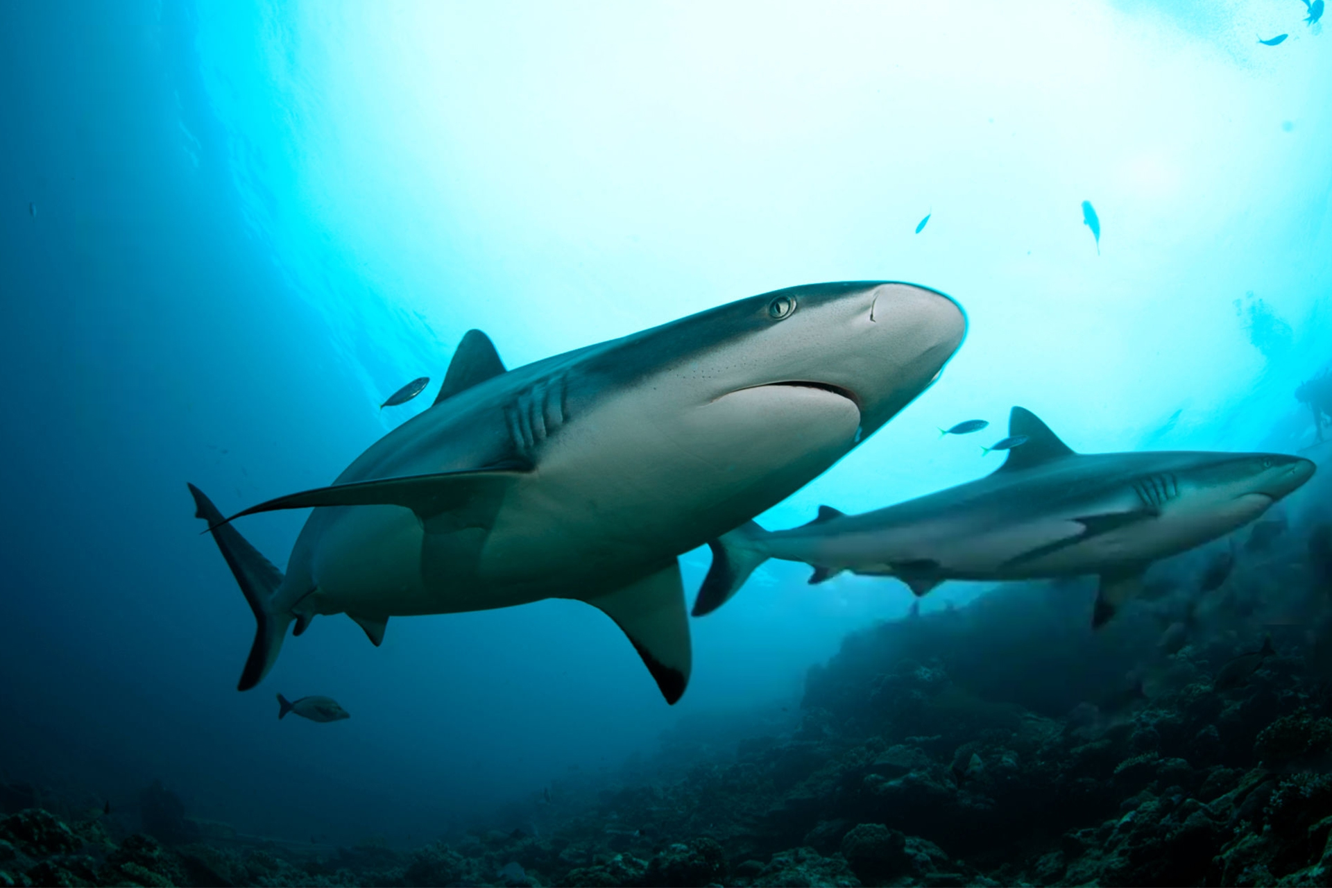 أسماك القرش تختار أصدقاءها.. سلوك اجتماعي غير متوقع في أعماق البحار