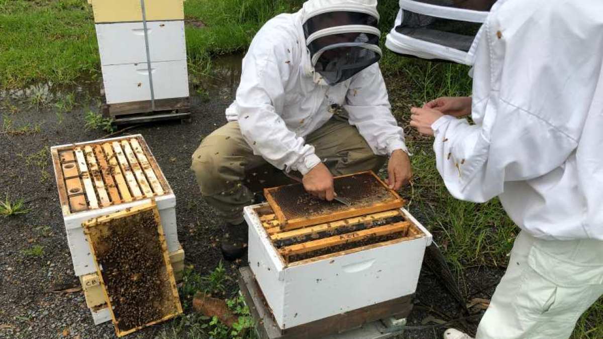 سر عسل النحل الأسترالي: هل يقتل بكتيريا أقوى من المضادات الحيوية؟