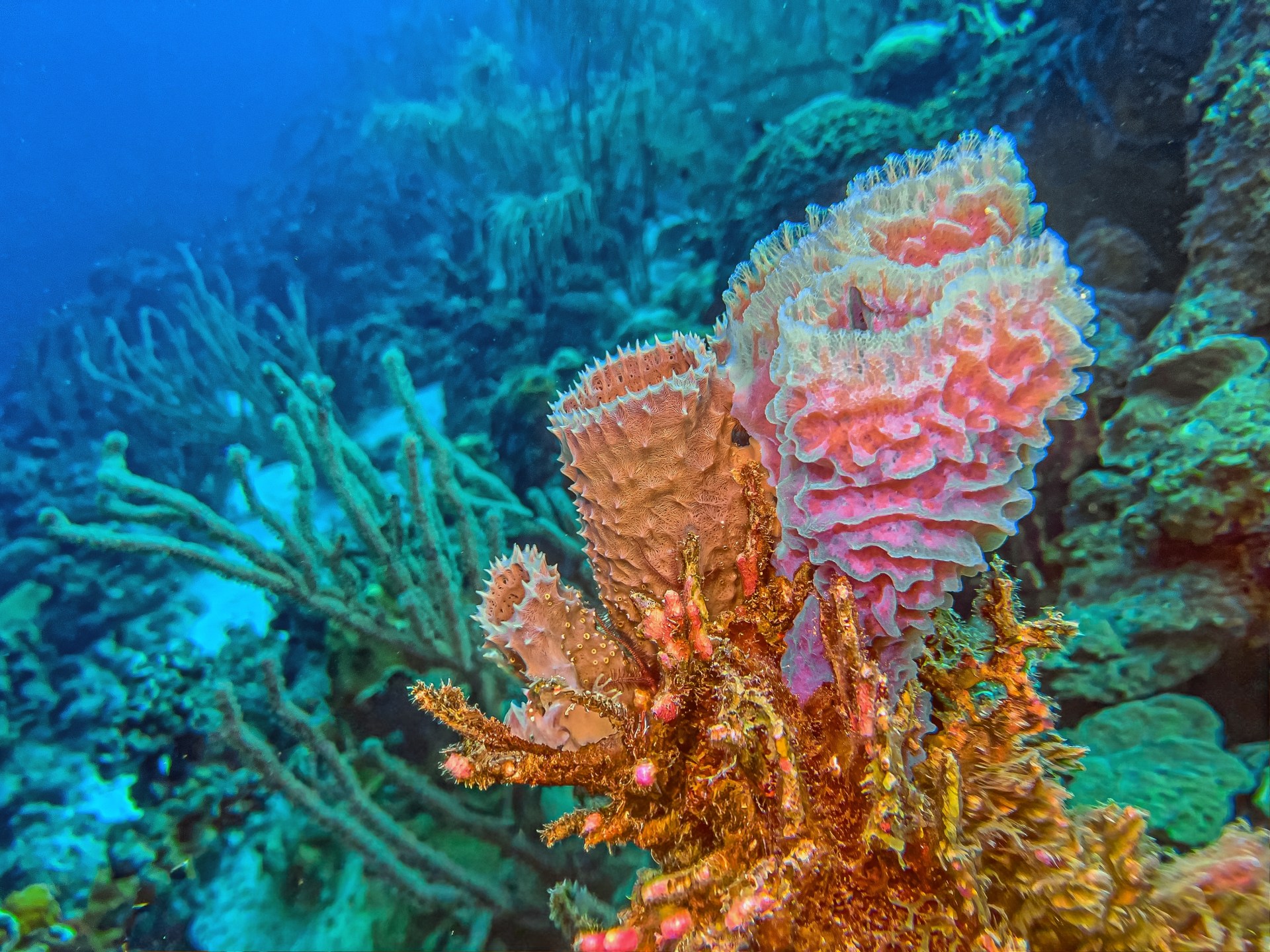 أقدم حيوانات الأرض كان بلا "هيكل عظمي"