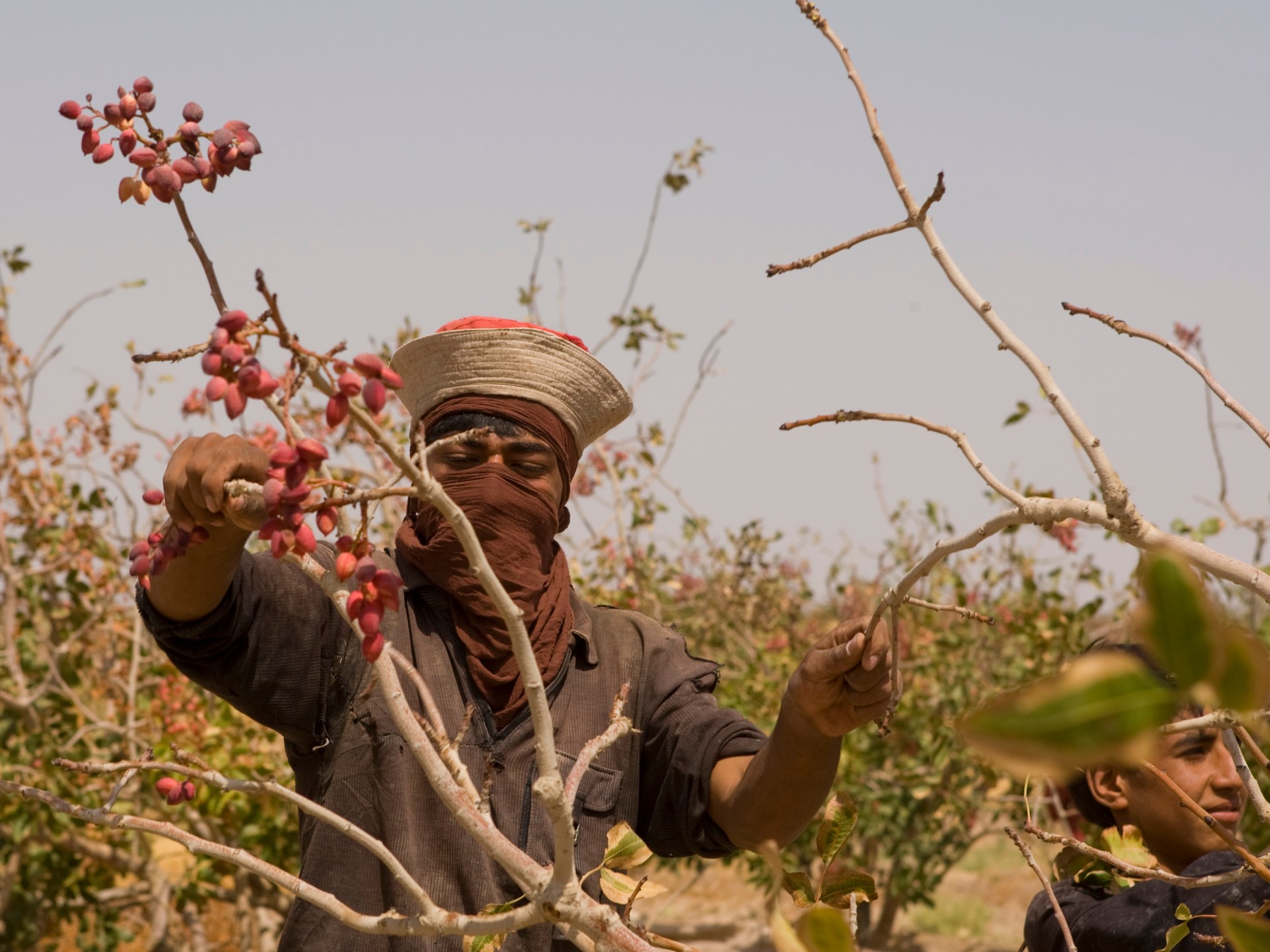 الحرب ترفع أسعار الفستق لأعلى مستوى في 8 سنوات