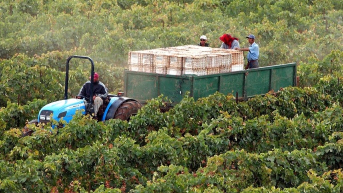 المغرب يتوقع مضاعفة إنتاج الحبوب إلى 9 ملايين طن في 2026