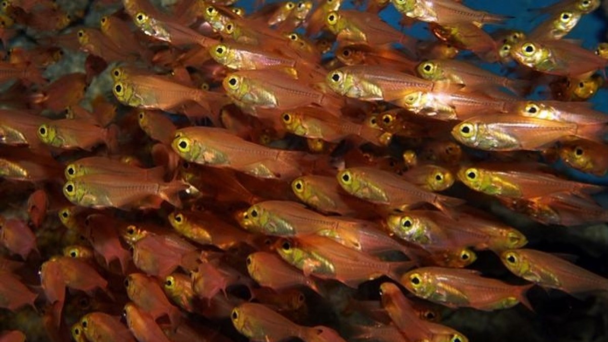 أسماك "تسرق" البروتينات من فرائسها لتضيء نفسها في الظلام