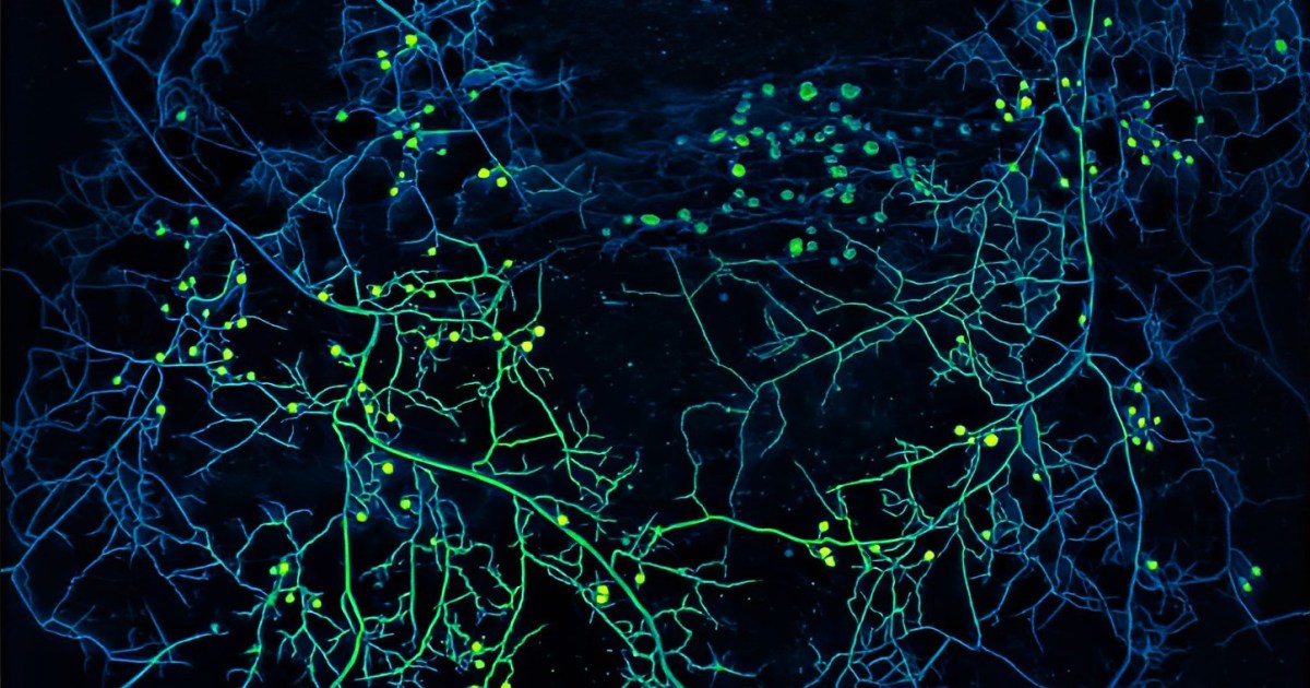 كائنات مجهولة تحت أقدامنا قد تكون السبب وراء هطول المطر