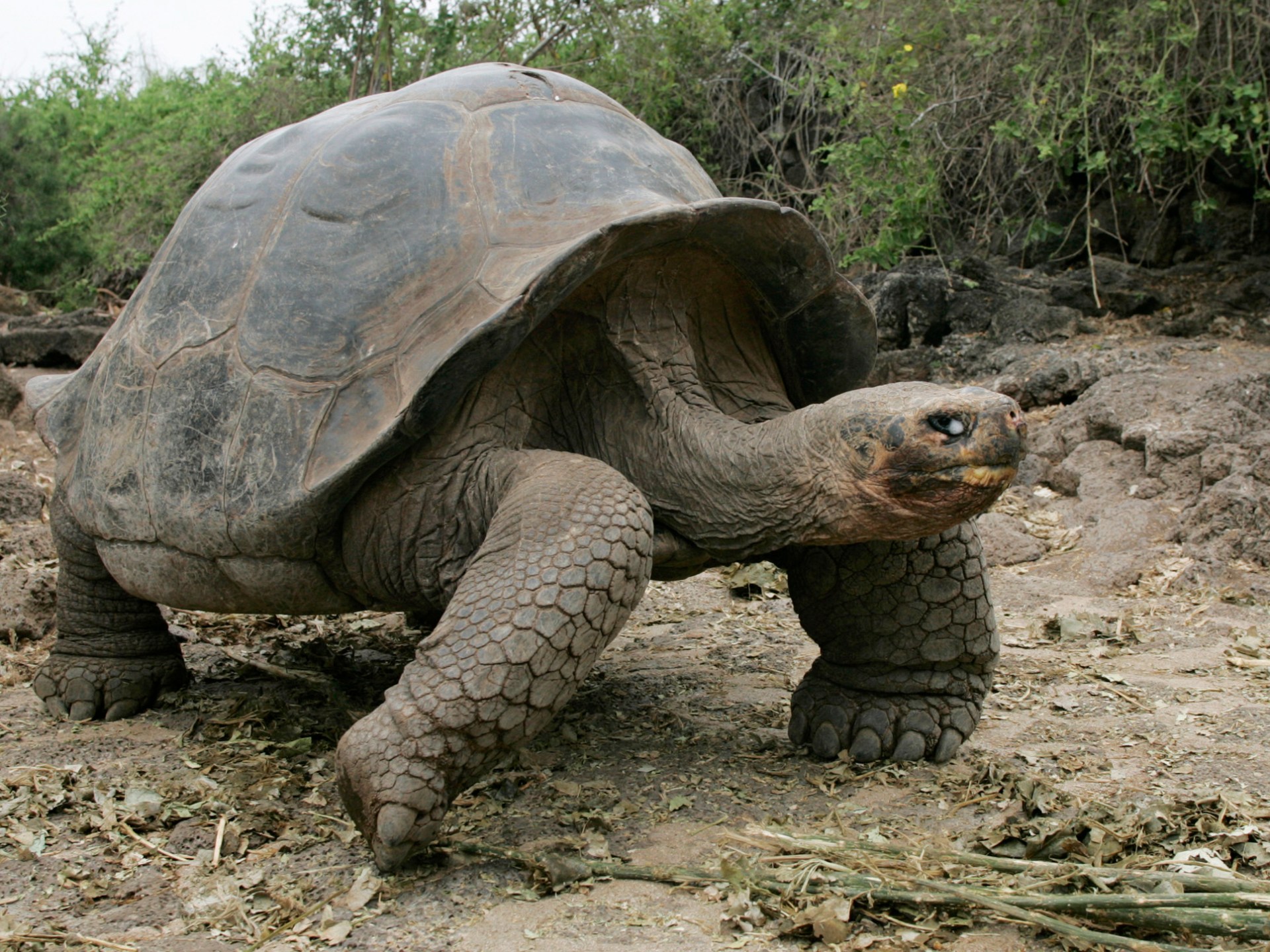 عظمها الأجداد واحتقرها الأحفاد.. لماذا تغيرت نظرة الإنسان للسلاحف؟