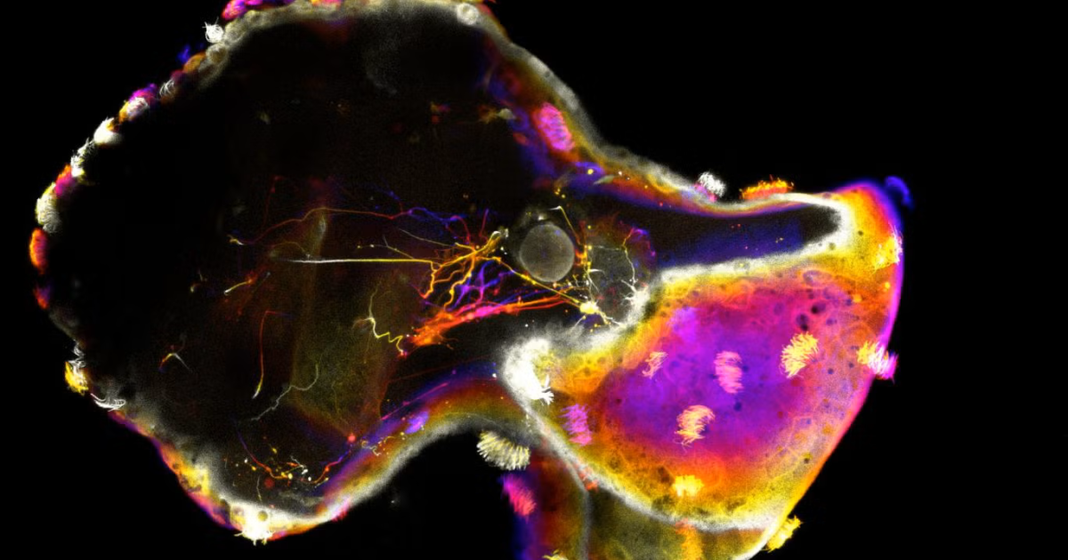 "نيوروبوت".. خلايا ضفدع تكتسب سلوكا يشبه التفكير لأول مرة