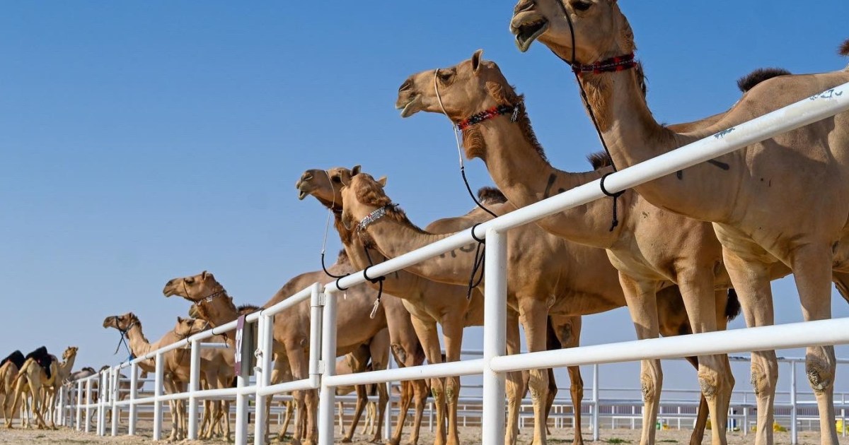 لكشف "بوتكس الإبل".. الموجات فوق الصوتية قد تكون الحل النهائي