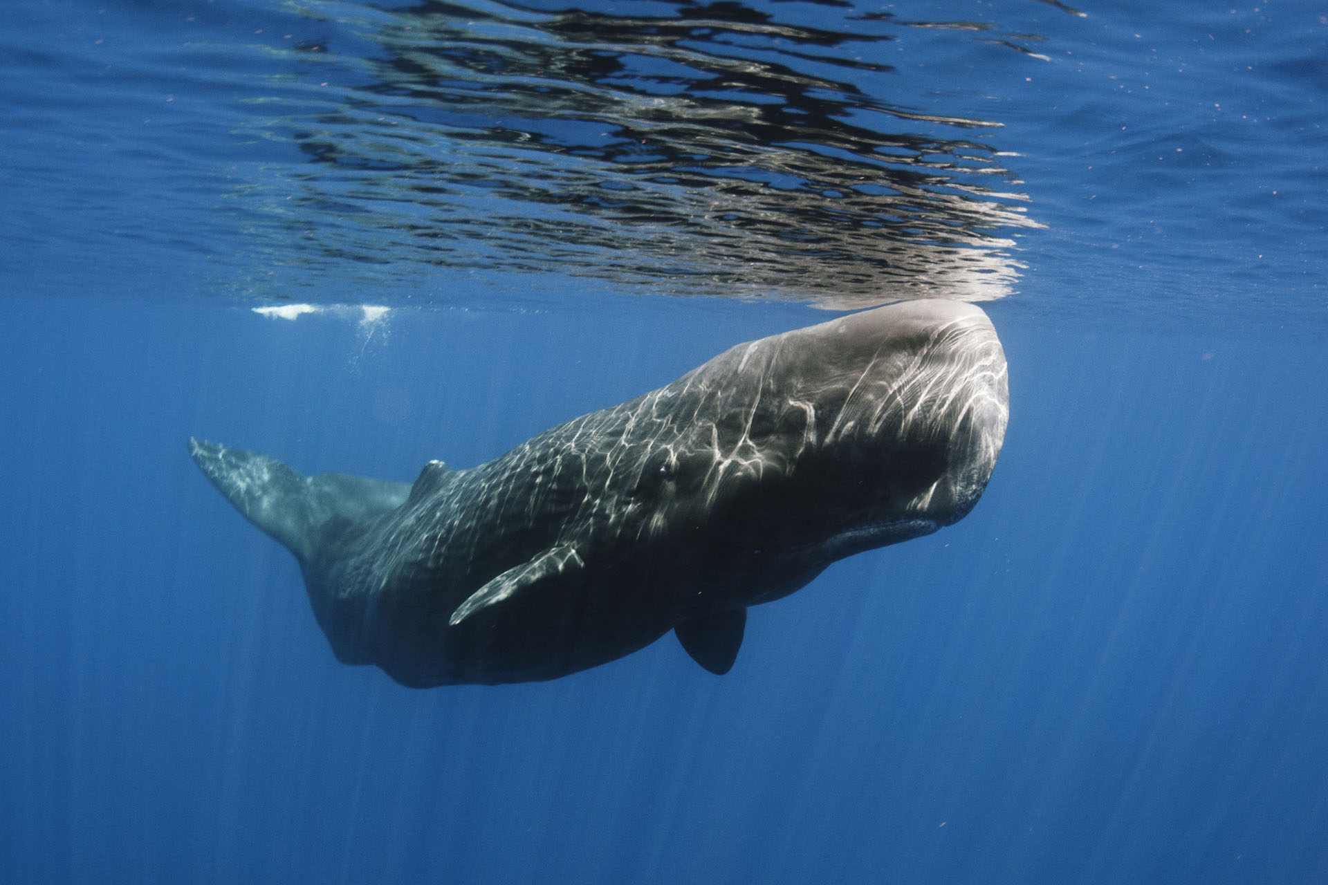 سر "الكودا".. حيتان العنبر تتحدث بأنماط تشبه لغة البشر