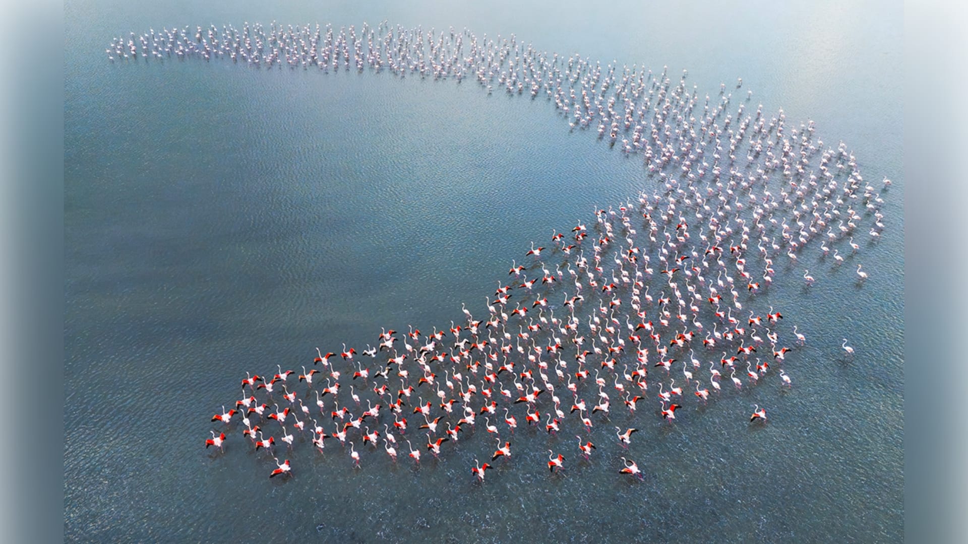 تتحرك مع بعضها البعض..طيور الفلامنجو ترسم مشاهد غريبة وسط بحيرة في تركيا