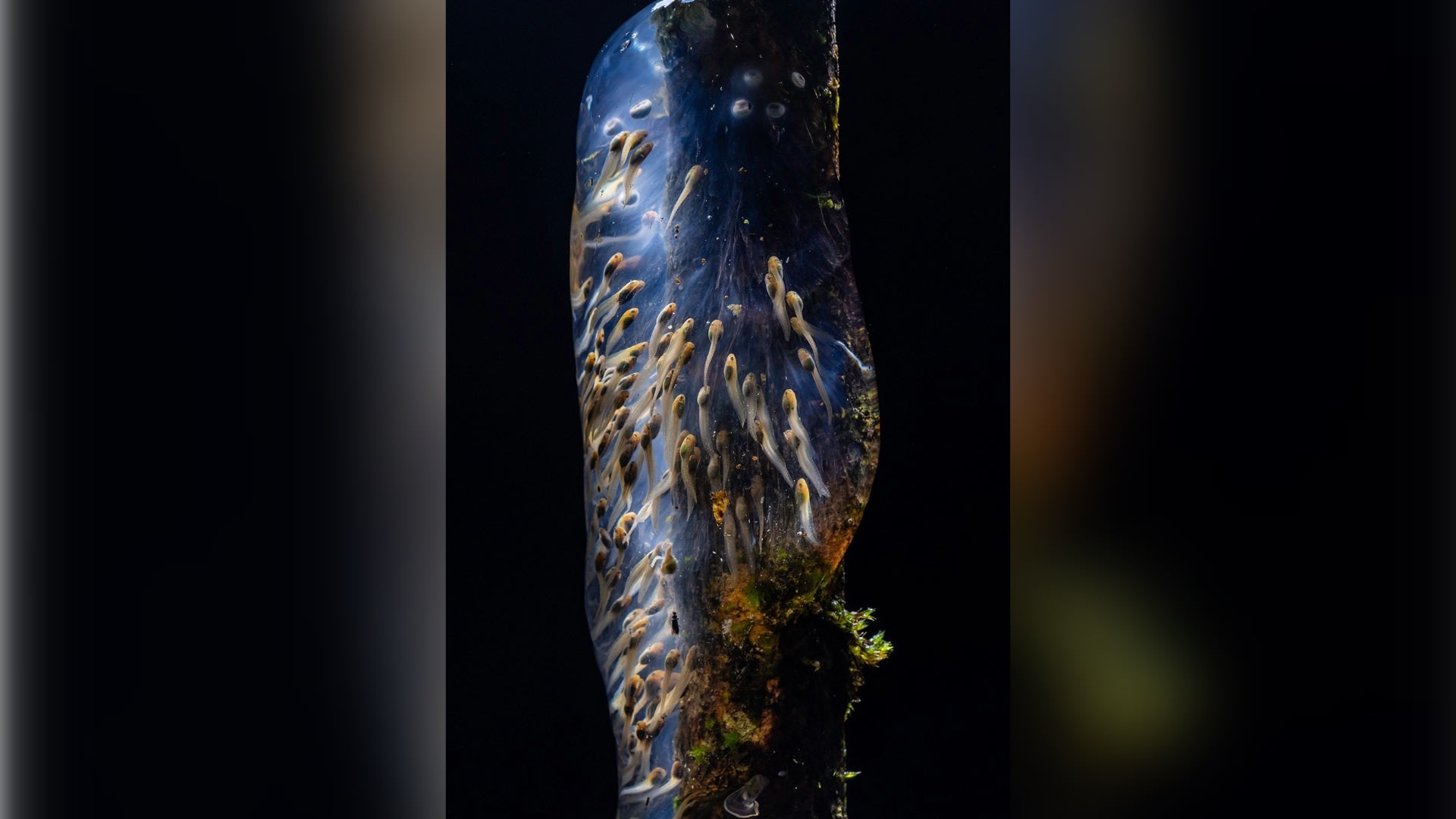 مصور يوثق "أكياسًا هلامية" من بيض الضفادع تنتشر في غابات مدغشقر