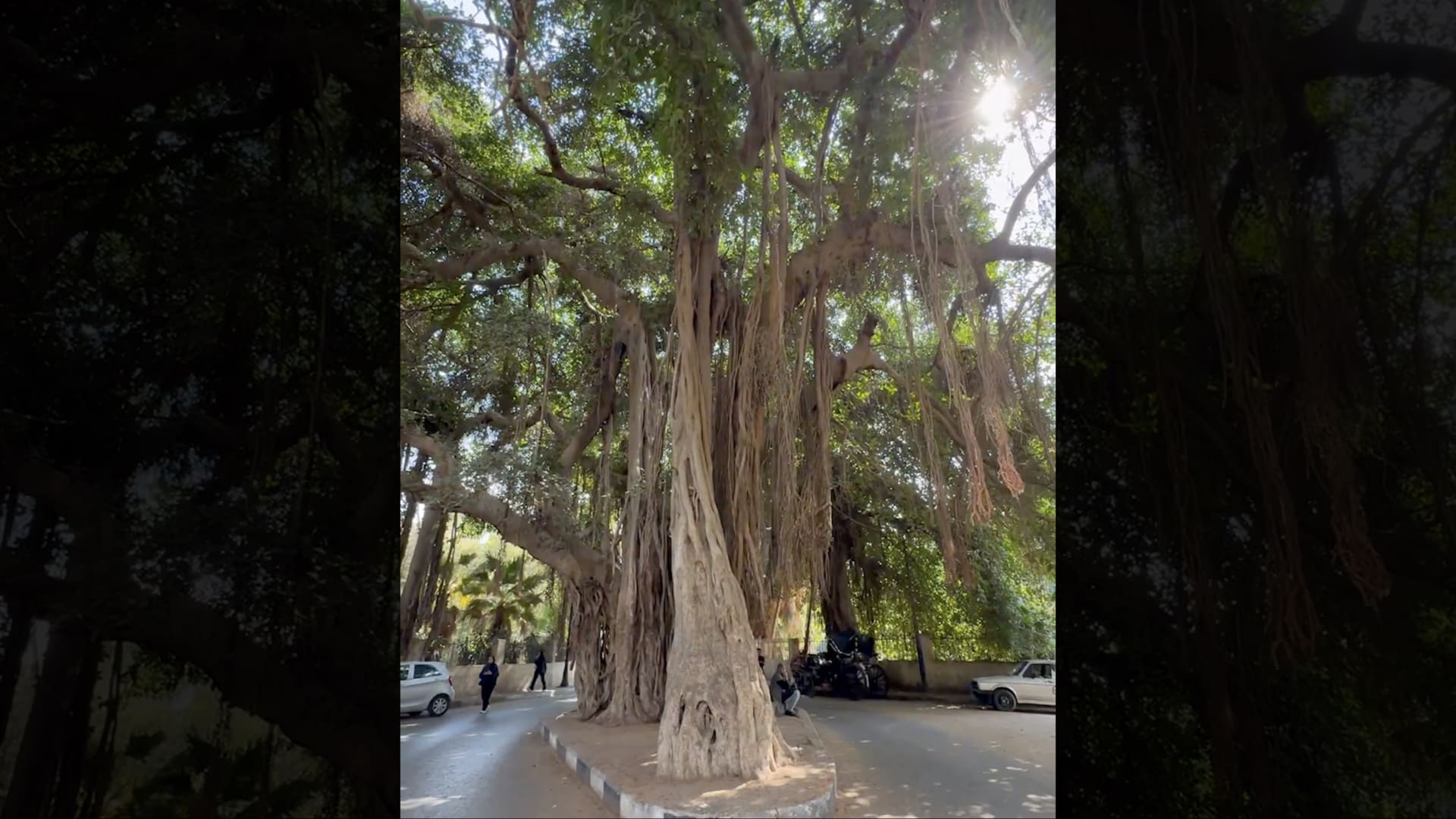 عمرها أكثر من 100 عام.. لبناني يوثق واحدة من أقدم الأشجار في مصر