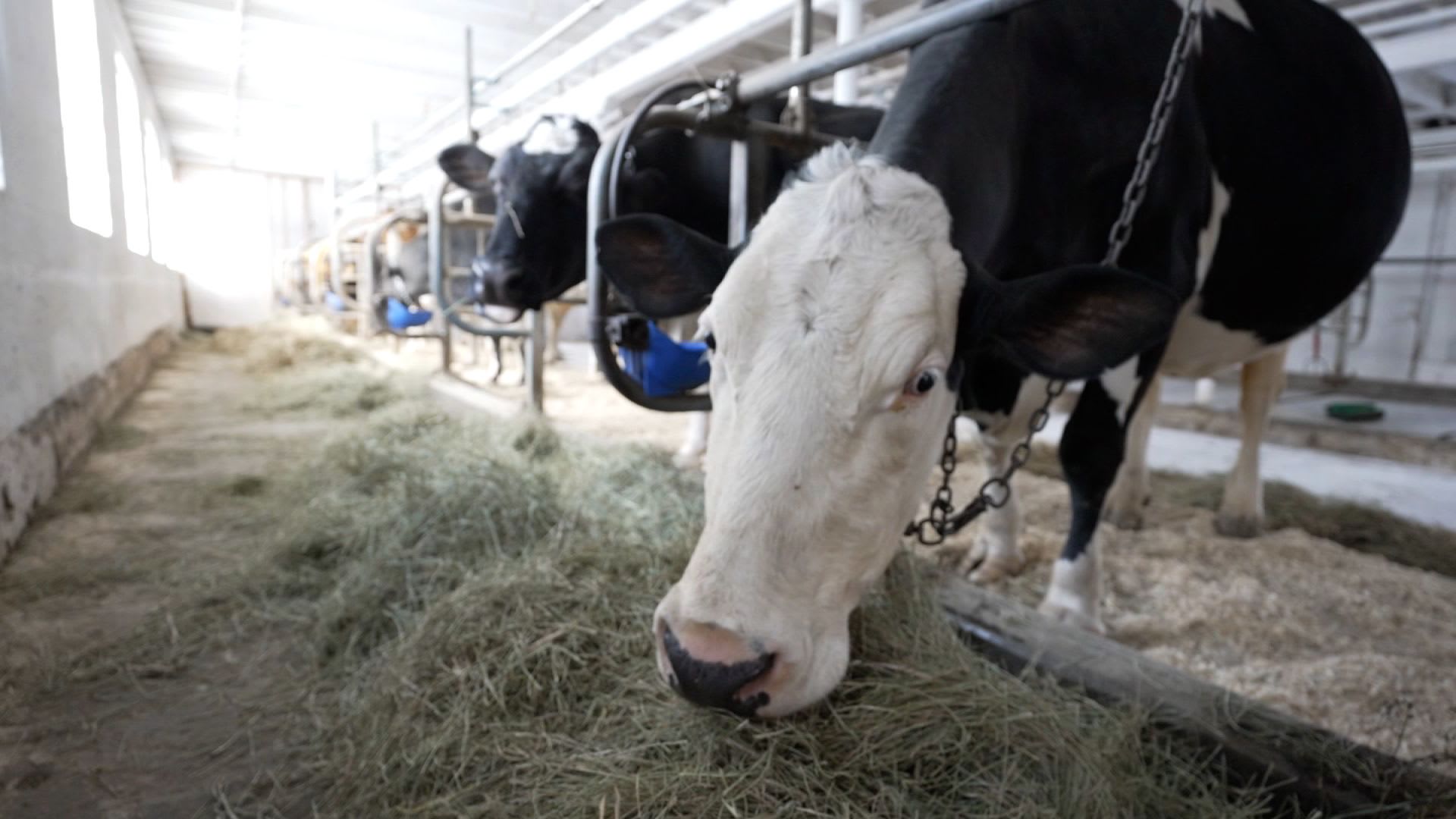 بكتيريا الإشريكية القولونية..ما علاقتها بالجبن غير المبستر؟