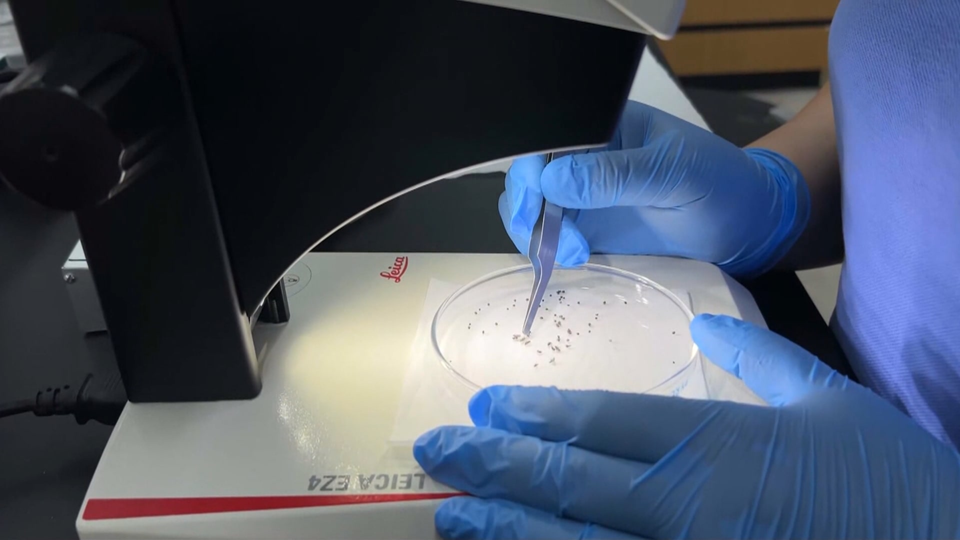 ماذا نعرف عن "الذباب اللاسع للعيون" الذي يغزو هذه البلدة الصغيرة؟