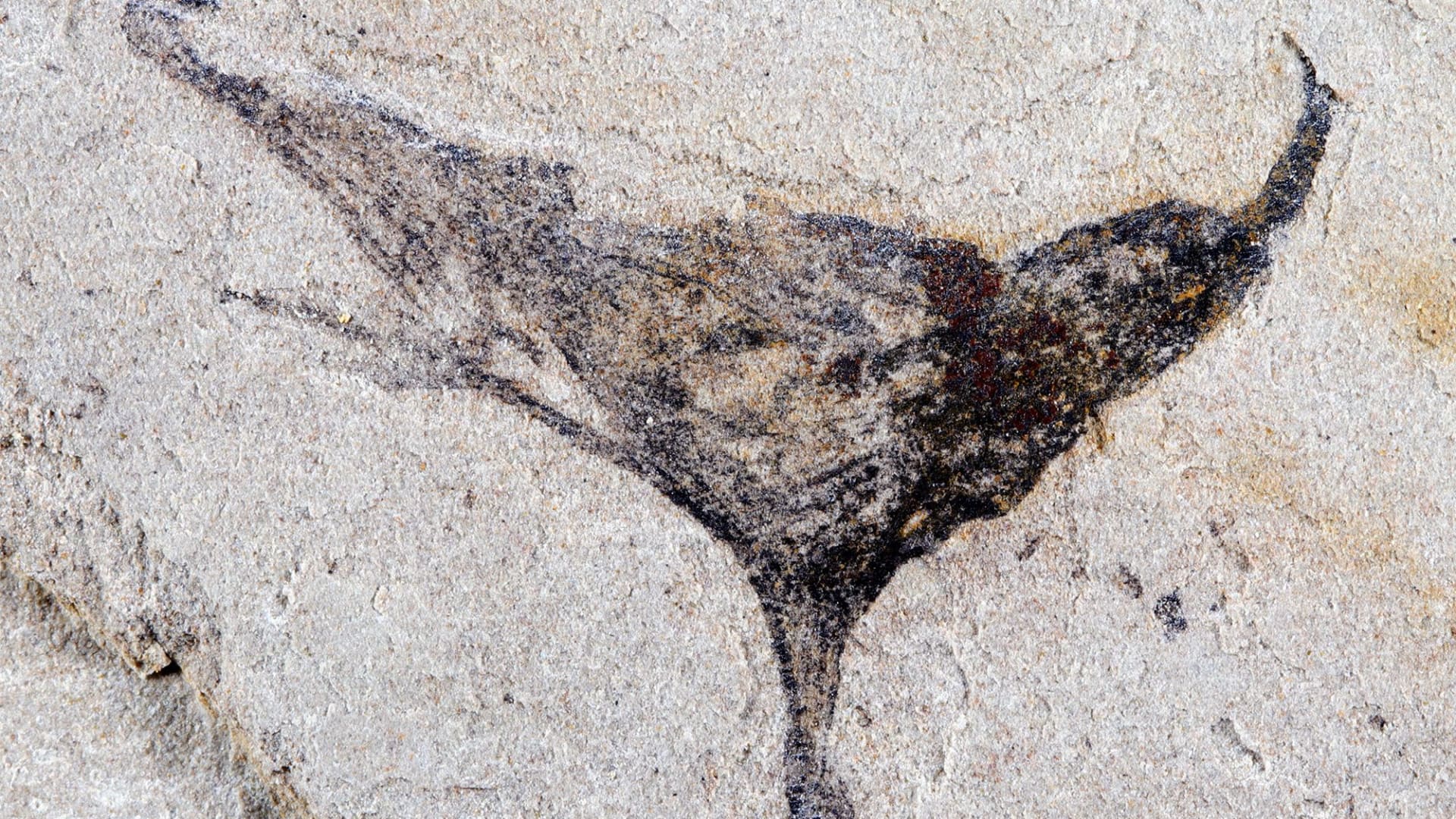 حفريات في الصين تكشف عن تنوع الحياة الحيوانية قبل ملايين السنين