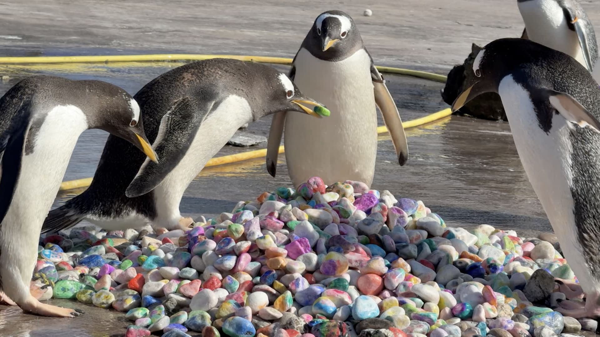 حتى تُبهر شركائها.. طيور البطريق تنتقي حصى مزخرفة لبناء أعشاشها