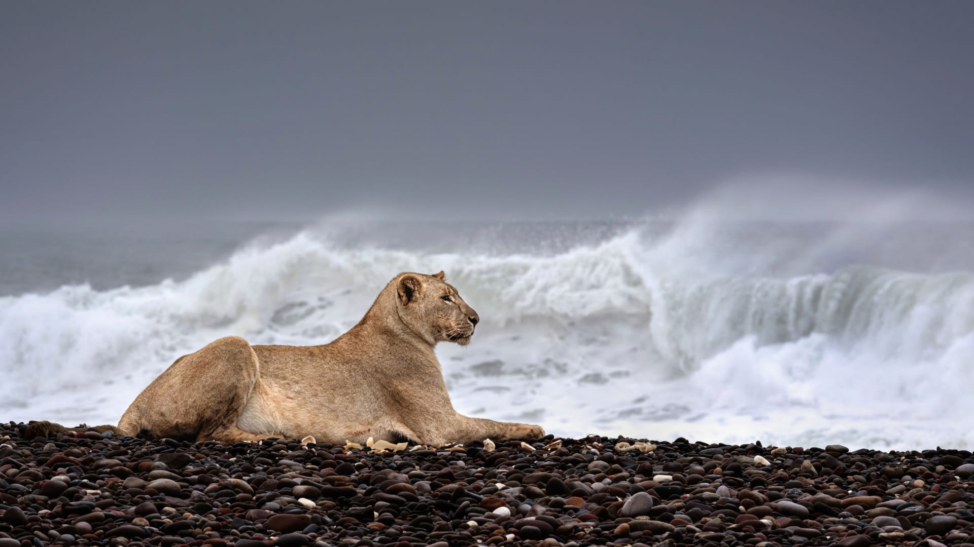 مصورة توثق أسودًا تعيش على شواطئ البحر بدلًا من الغابات من أجل للبقاء