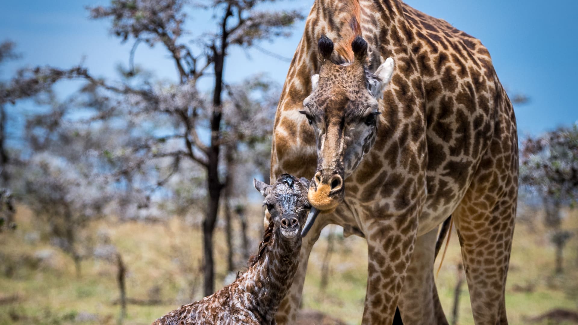 مشهد نادر وحميم.. مصور يوثق لحظة ولادة زرافة خلال وقوفها في كينيا