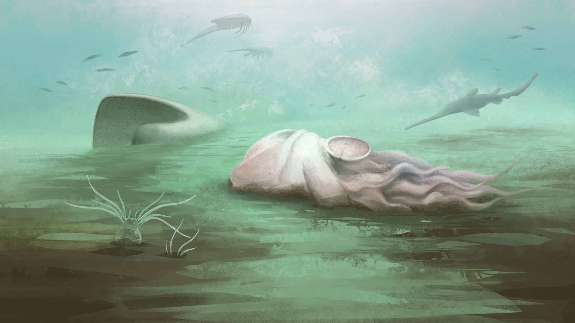 "أقدم أخطبوط في العالم" ليس أخطبوطًا.. دراسة تكشف حقيقنه