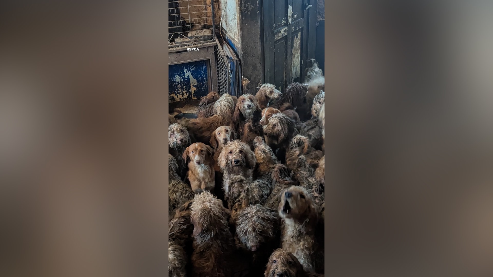 صورة لأكثر من 250 كلبا في غرفة واحدة تهزّ الإنترنت.. ما حقيقتها؟