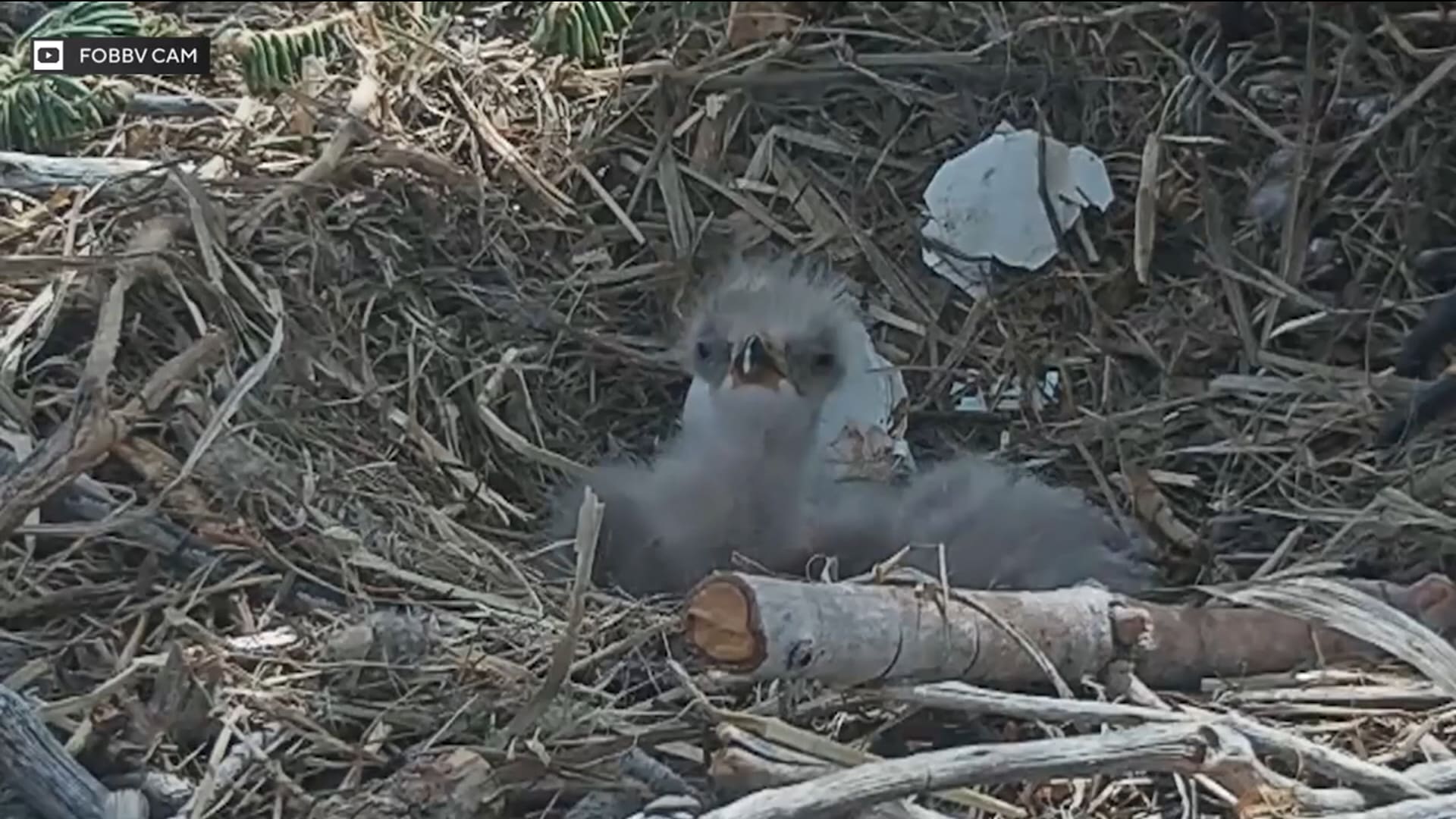 في عيد الفصح.. كاميرا توثق مباشرة فقس بيضة نسر أصلع وخروج فرخ