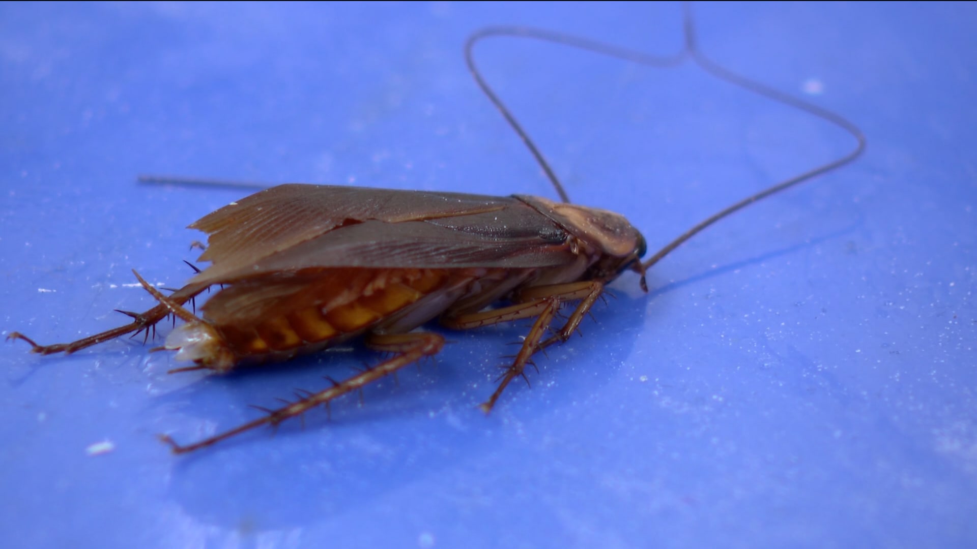 هذه الجامعة تُدرّس علم الأعصاب لطلابها بواسطة الصراصير