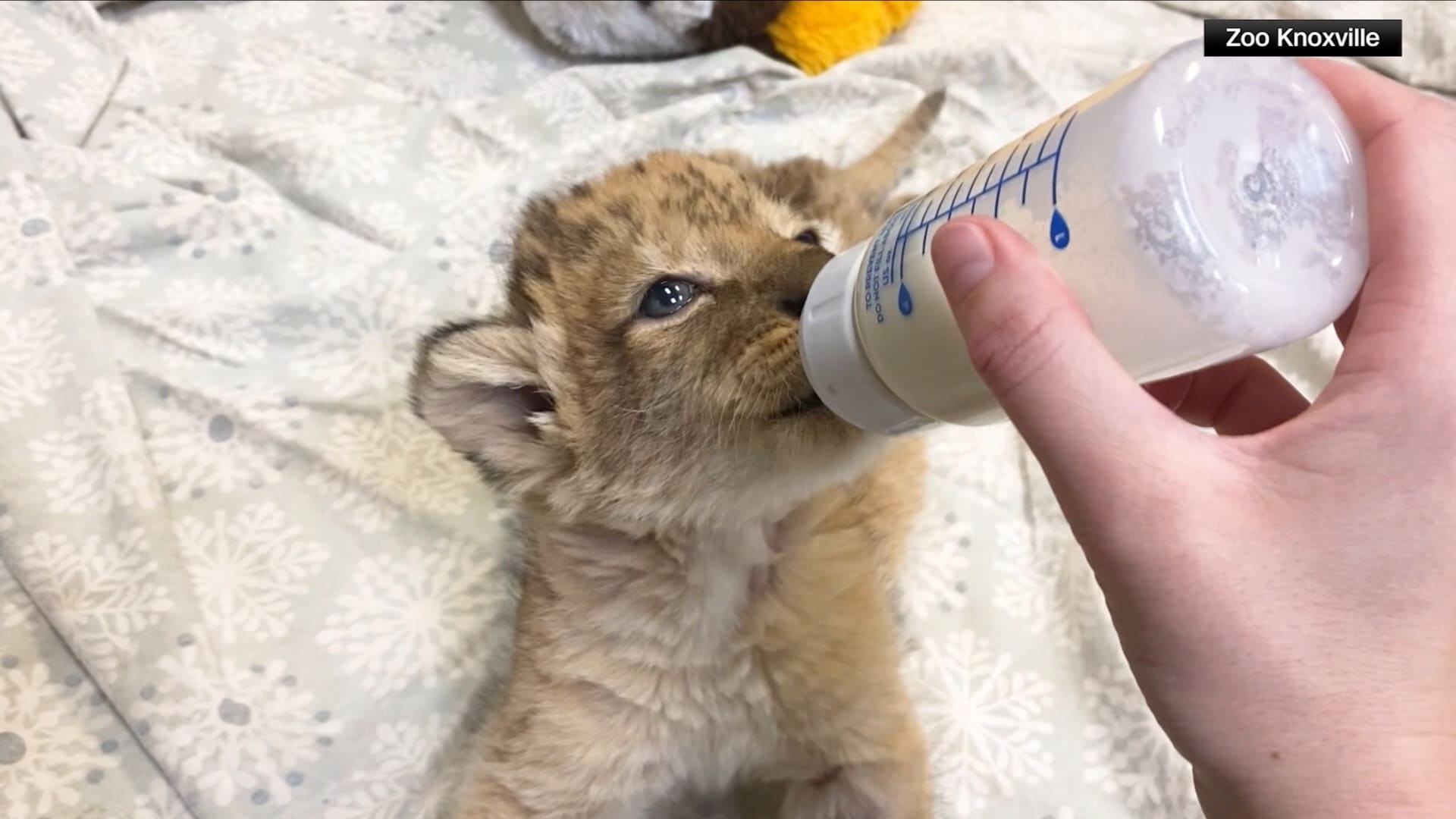 أنثى أسد أفريقي تلد أشبالًا عدة في حديقة حيوان.. نجا منها واحد فقط