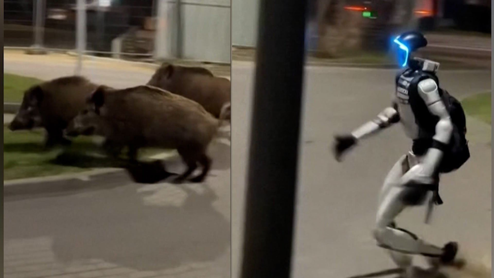 فيديو غريب لروبوت يطارد خنازير برية في شارع ببولندا