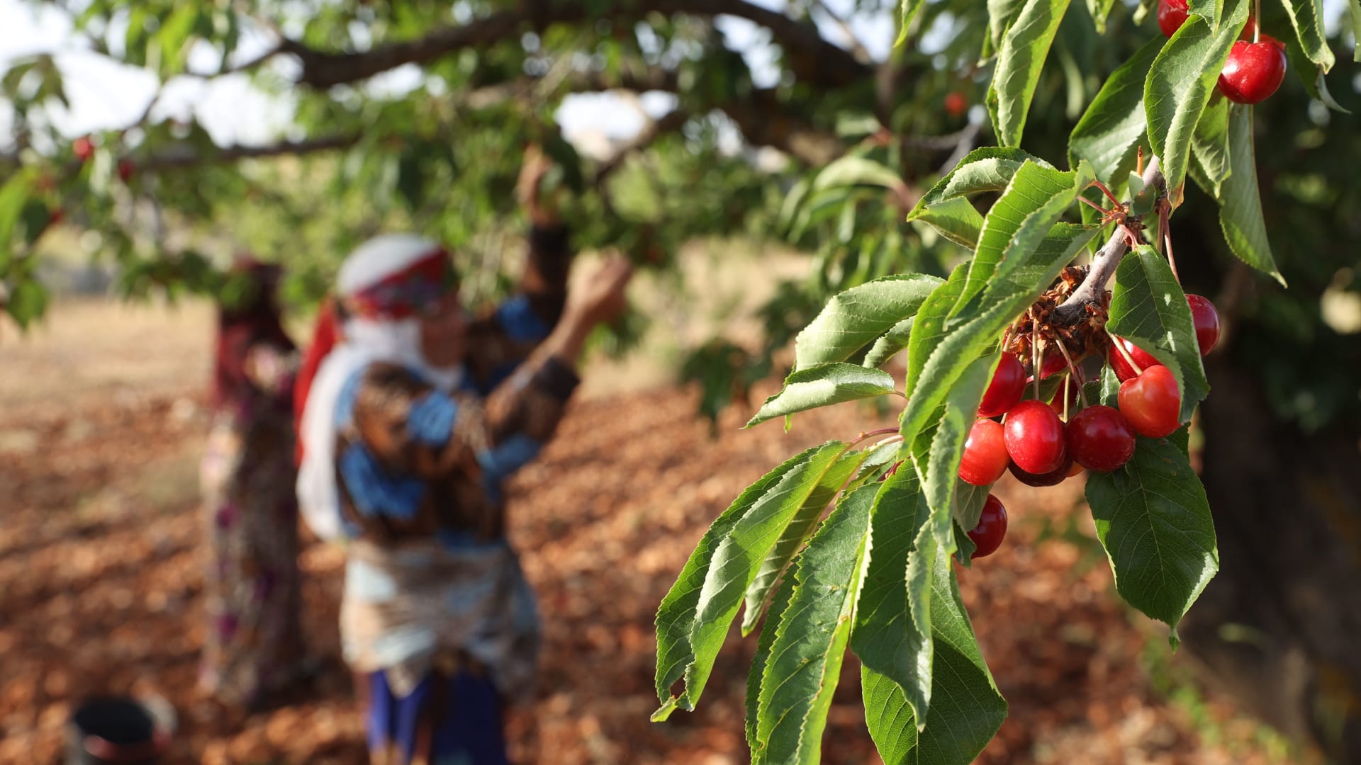 أبرز فوائد الكرز البري..كنز طبيعي مضاد للأكسدة