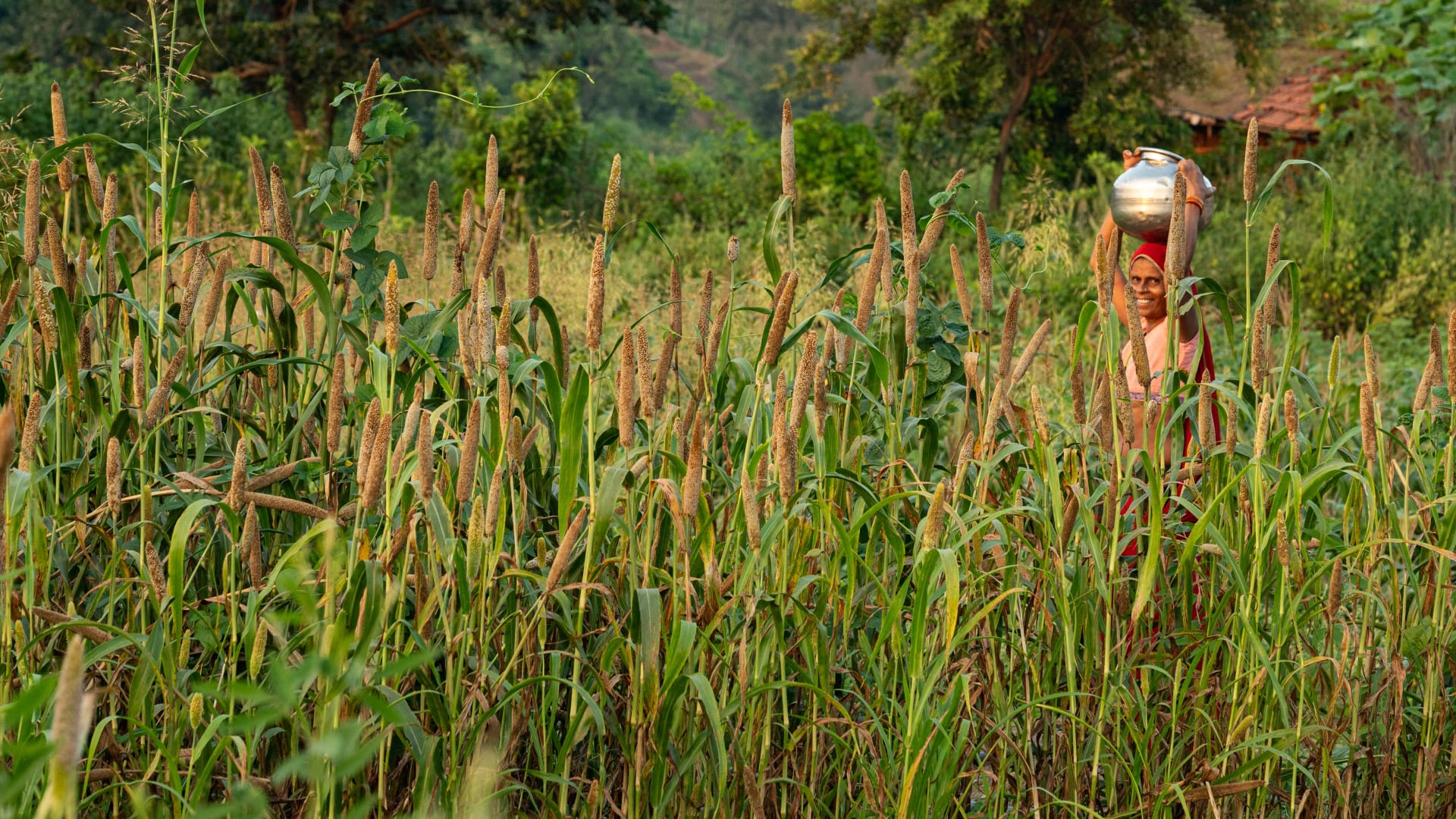 "طعام الفقراء".. ما سرّ حبوب الدخن في الوقاية من الأمراض؟
