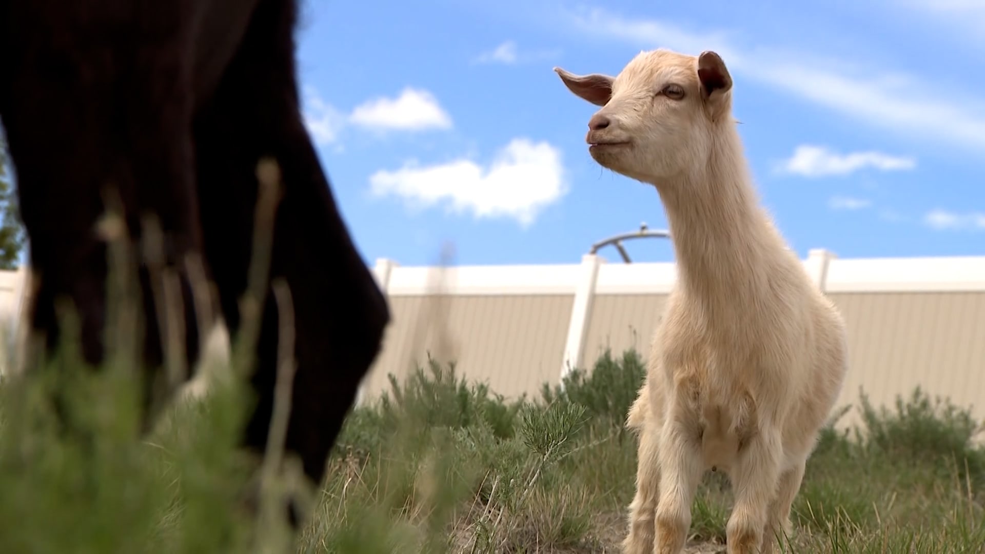 صديقة للبيئة.. شاهد كيف تساعد حيوانات الماعز هذه في إبقاء مدينة بأمريكا جميلة