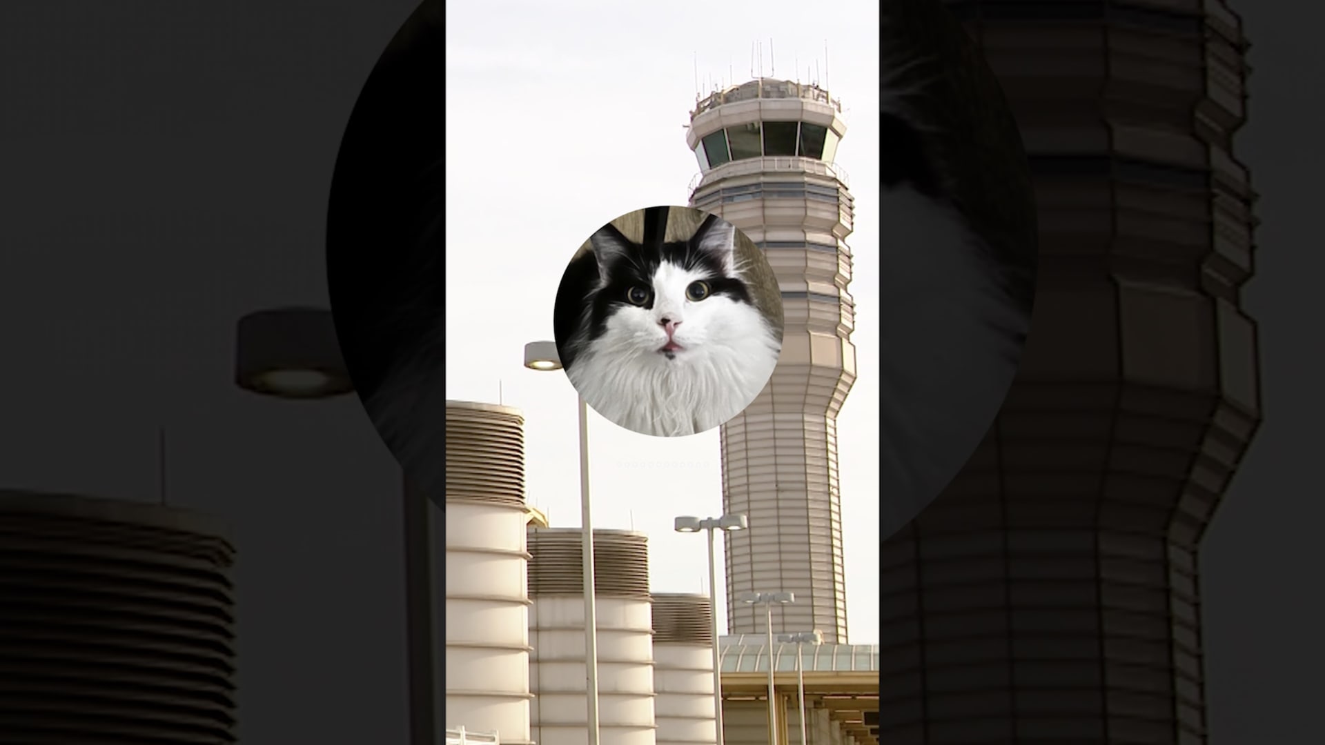 "مواء" طيارين على تردّد الطوارئ يخرق قواعد السلامة الجوية.. ما السبب؟